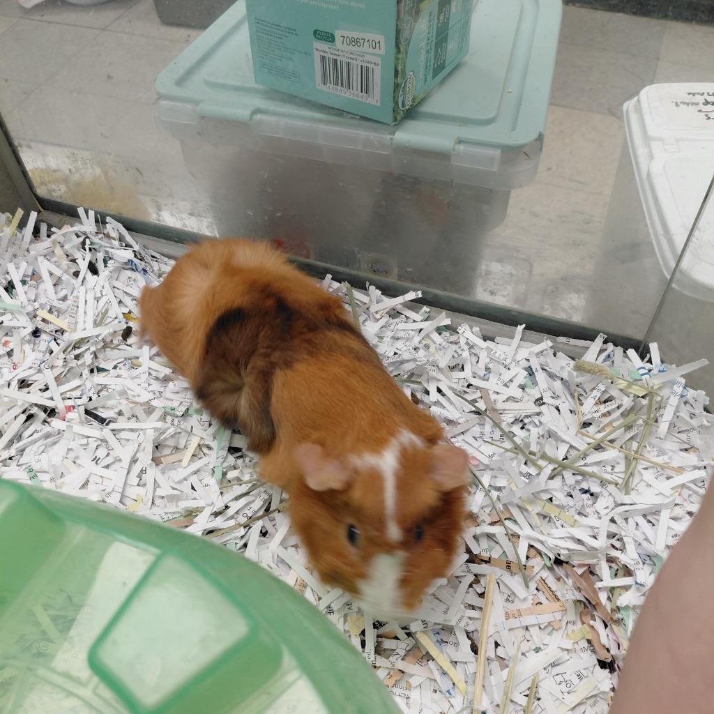 Churro, Adoptable, Young Female Guinea Pig.