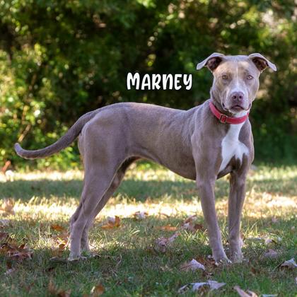 Marney, Adoptable, Adult Female Pit Bull Terrier & Mixed Breed.