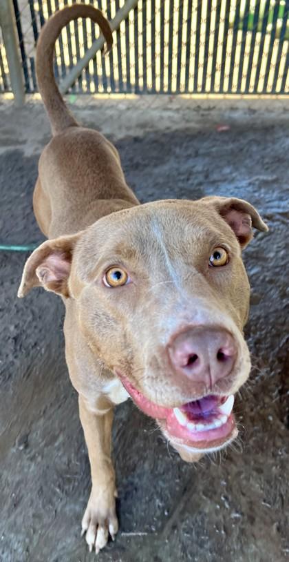Enlarge Marney, a Adoptable mixed breed in Savannah, GA image 1/3