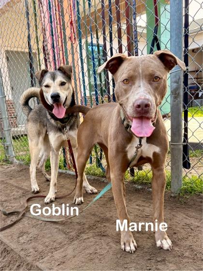 Enlarge Marney, a Adoptable mixed breed in Savannah, GA image 3/3