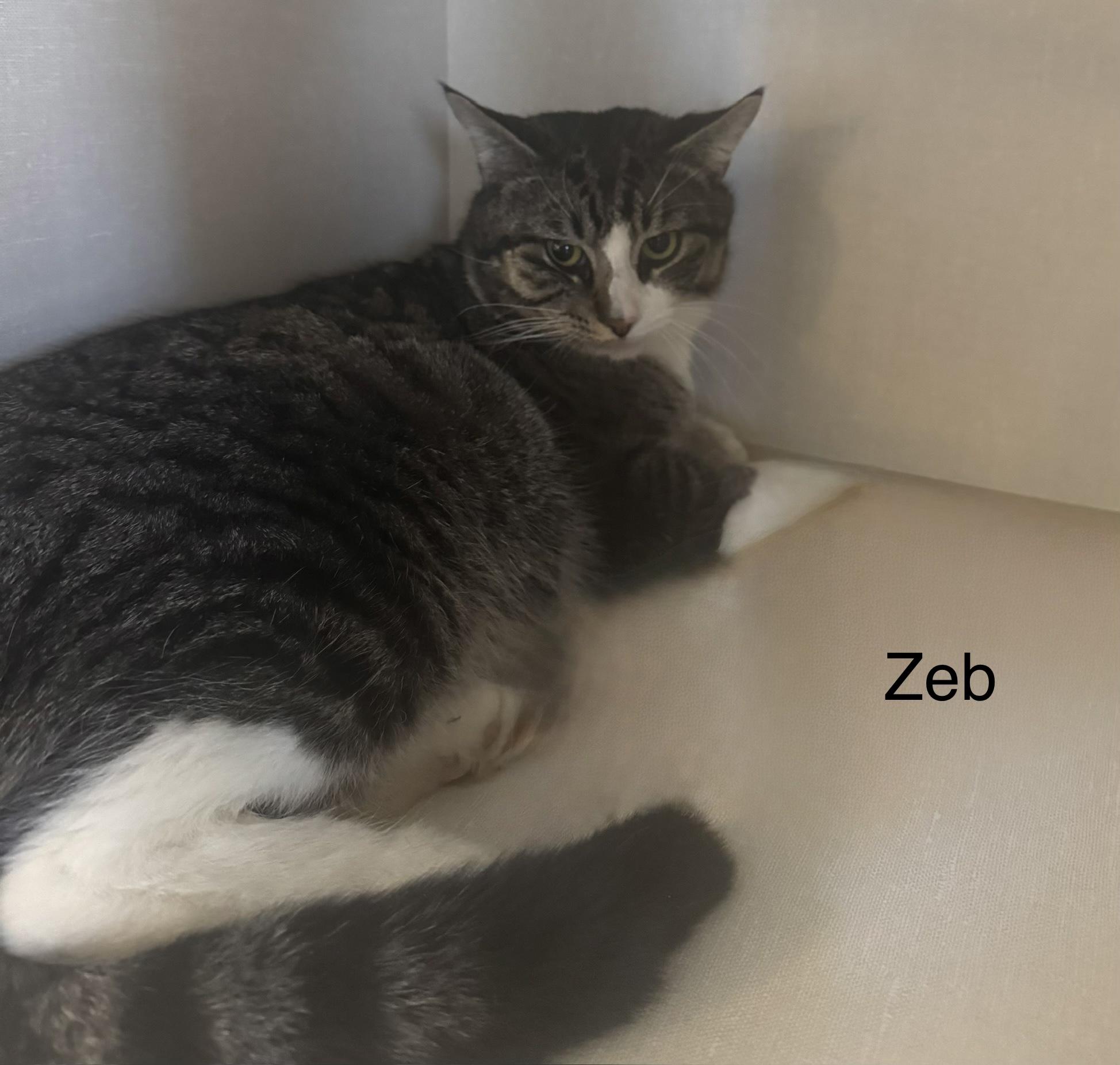 Enlarge Zeb, a ADOPTABLE Domestic Short Hair in Ulster, PA image 1/1