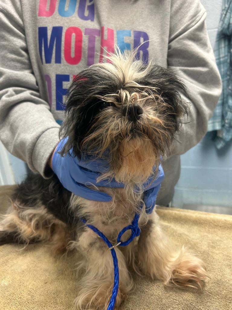 Cocoa Chanel, Adoptable, Adult Female Maltese.