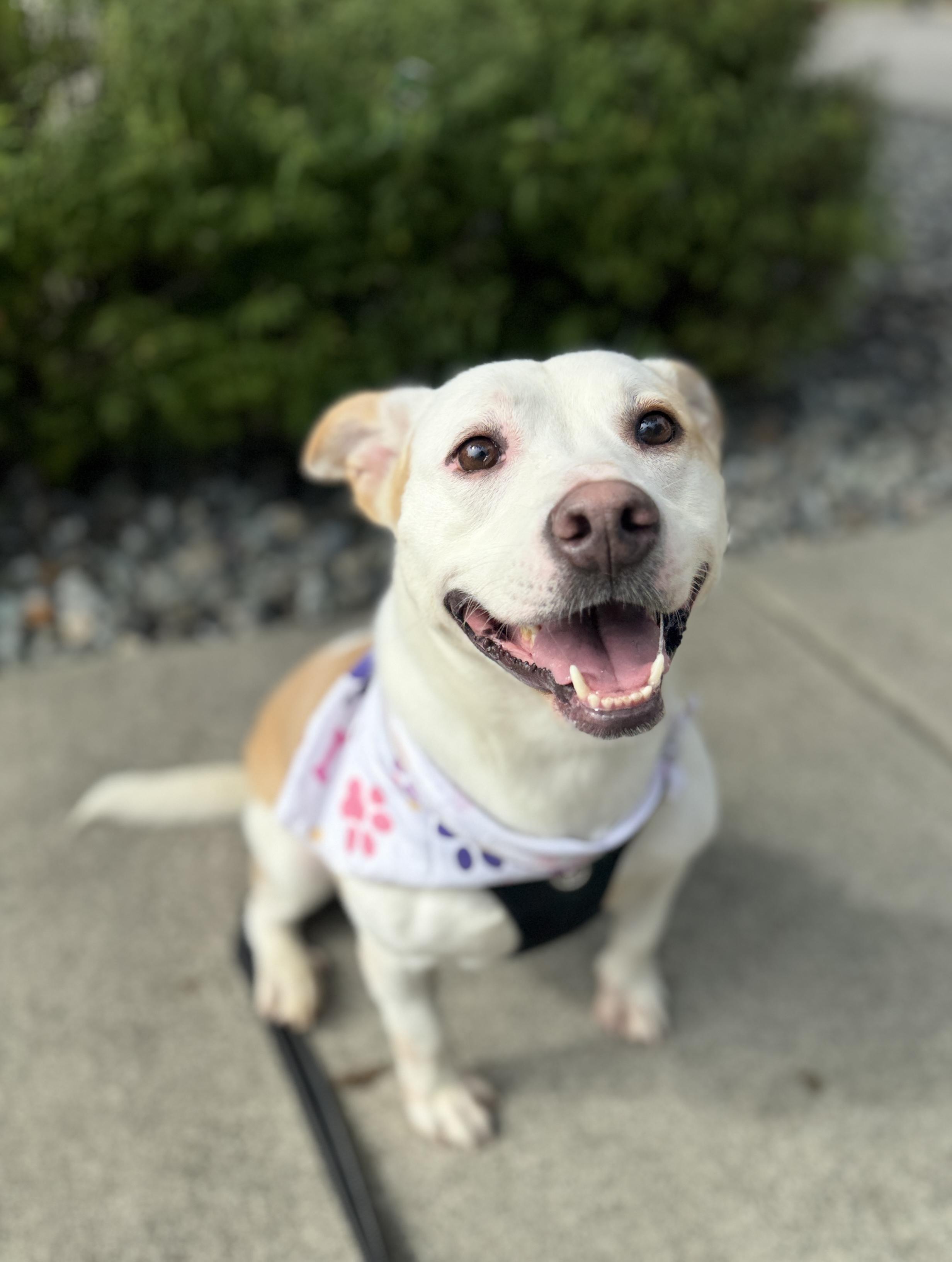Enlarge Maryann, a Adoptable mixed breed in lynnwood , WA image 3/6