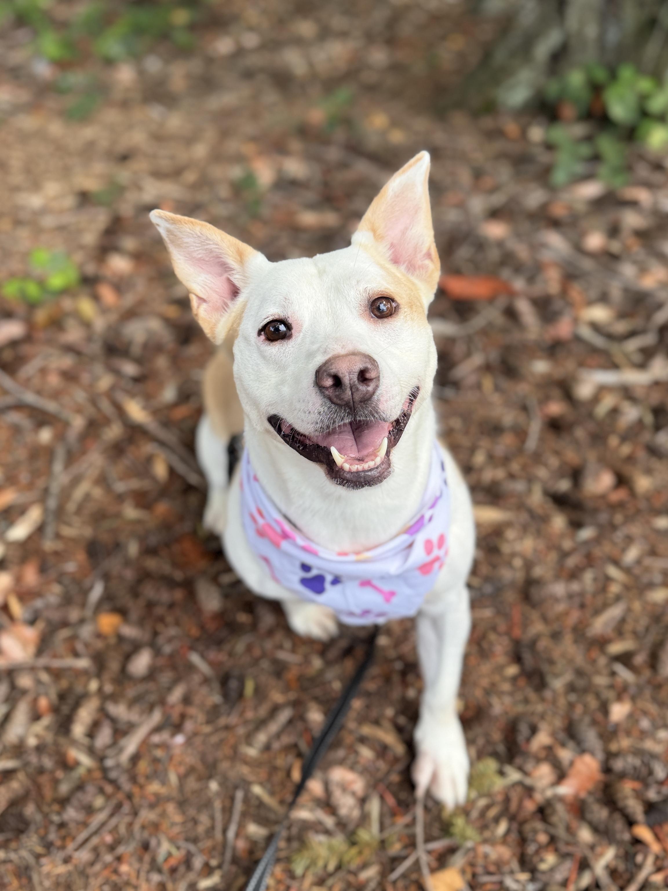 Enlarge Maryann, a Adoptable mixed breed in lynnwood , WA image 1/6