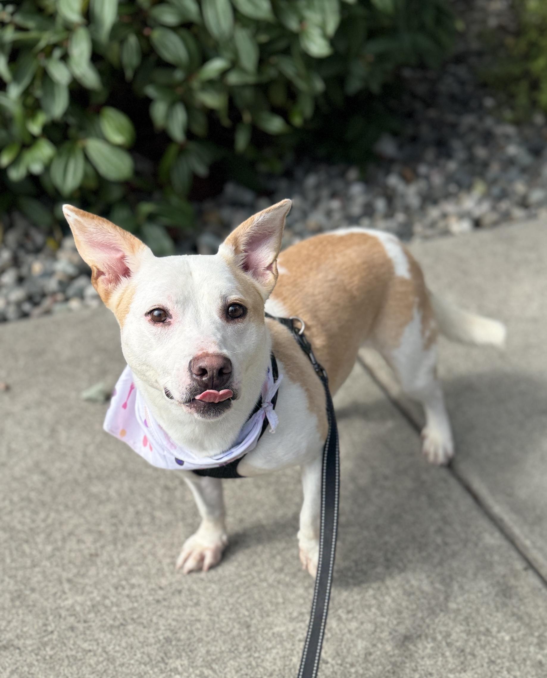 Enlarge Maryann, a Adoptable mixed breed in lynnwood , WA image 2/6