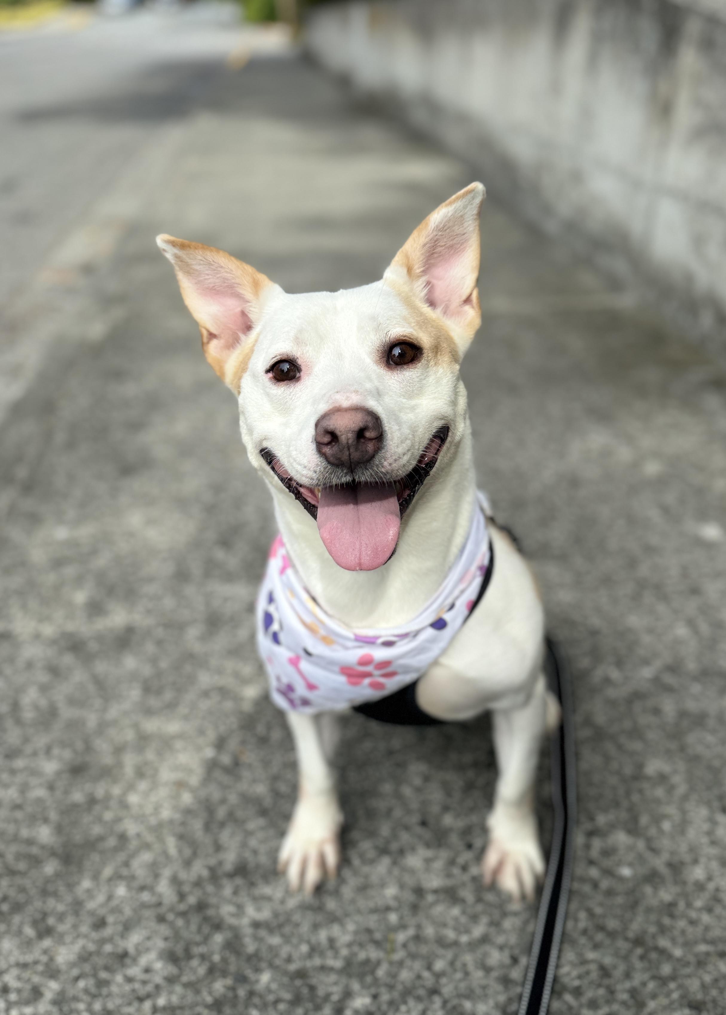 Enlarge Maryann, a Adoptable mixed breed in lynnwood , WA image 4/6