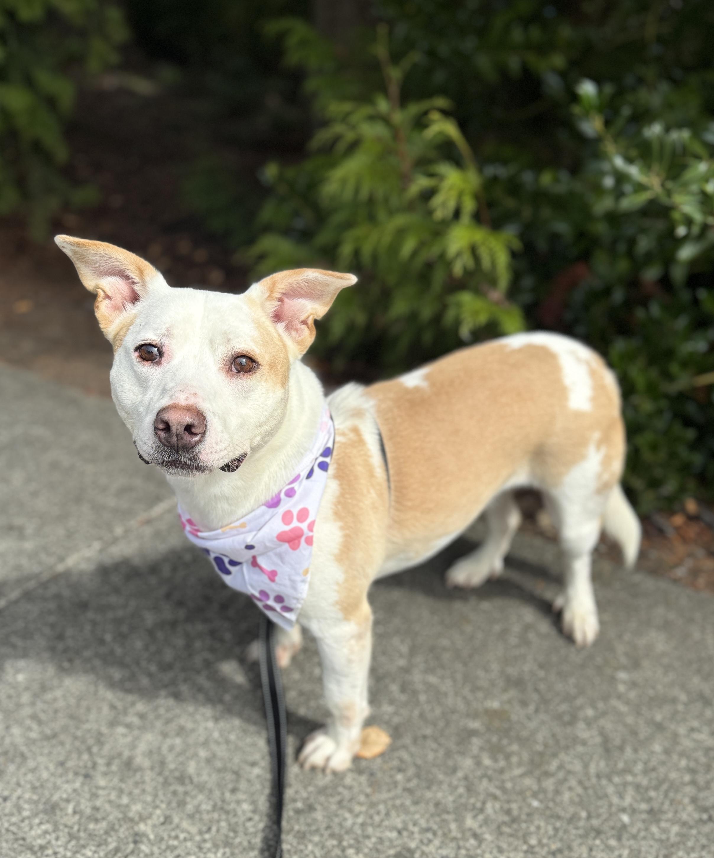 Enlarge Maryann, a Adoptable mixed breed in lynnwood , WA image 5/6