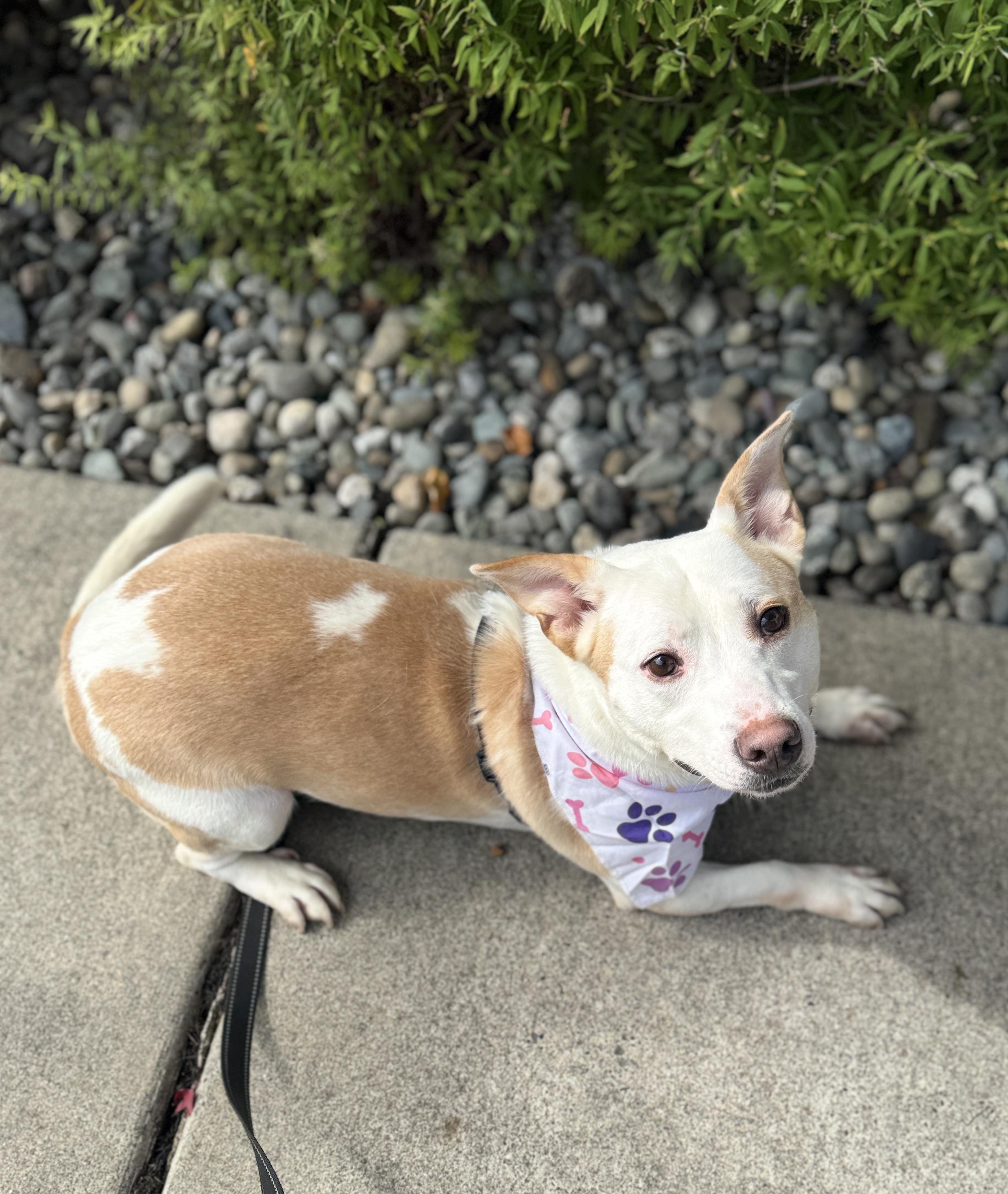Enlarge Maryann, a Adoptable mixed breed in lynnwood , WA image 6/6