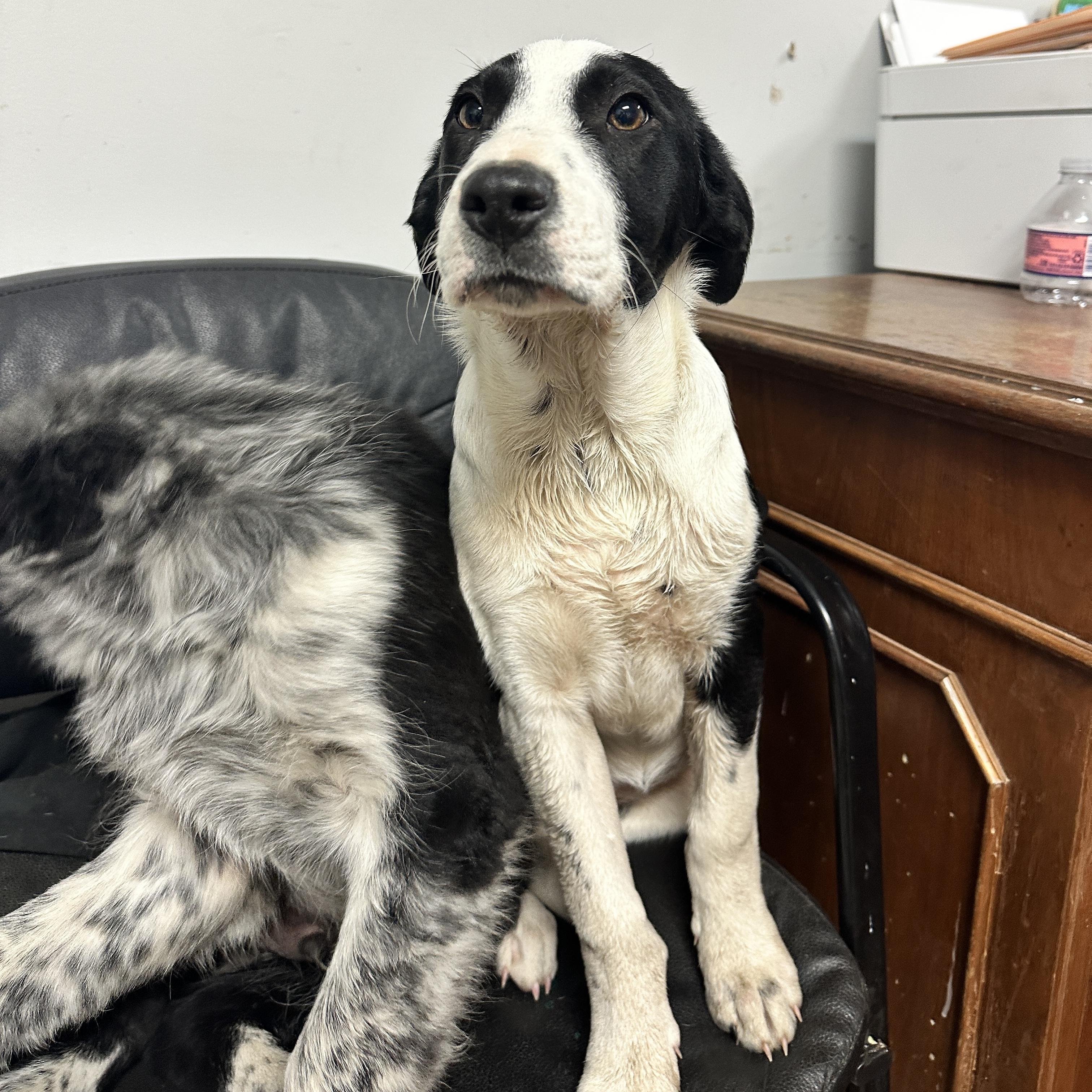 Dim Sum — thumbnail 3