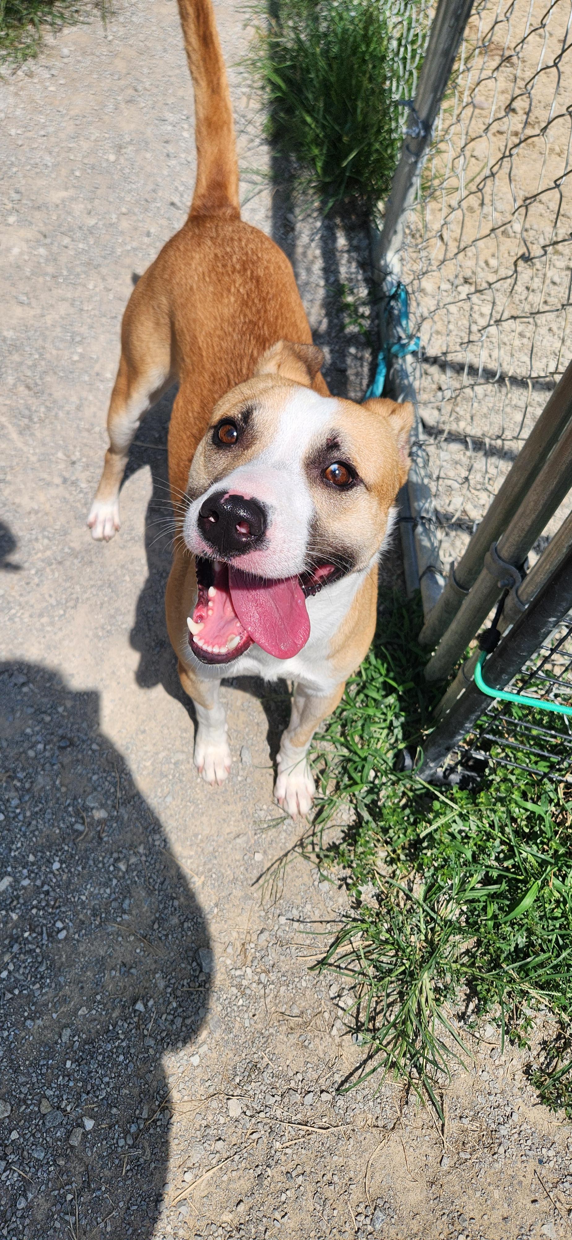 Enlarge Chico, a Adoptable mixed breed in Berea, KY image 1/3