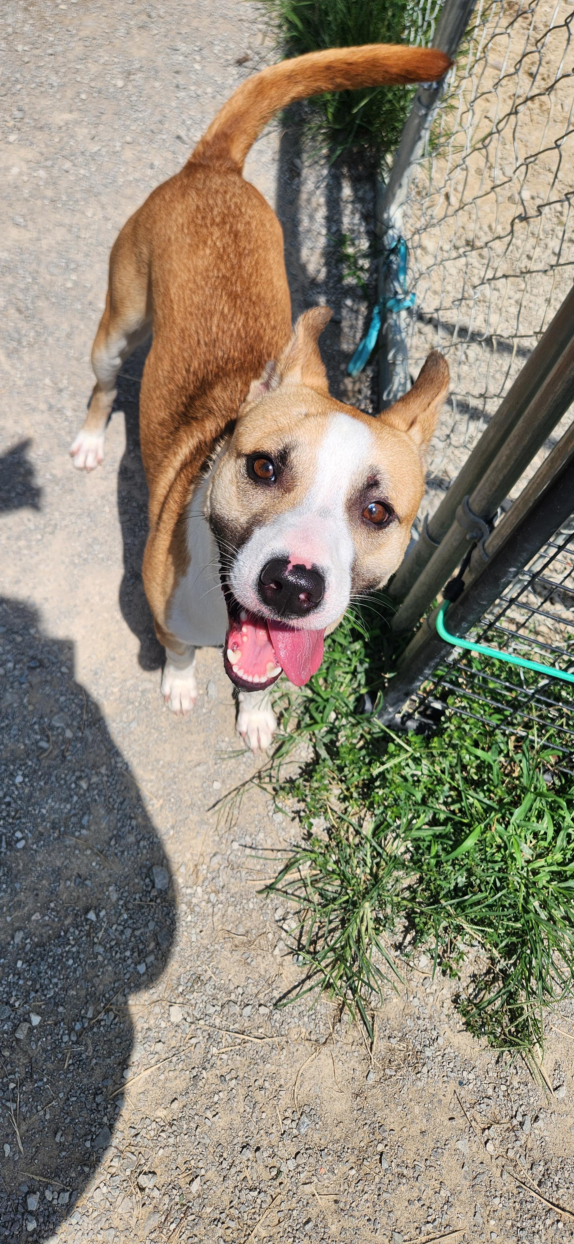 Enlarge Chico, a Adoptable mixed breed in Berea, KY image 2/3