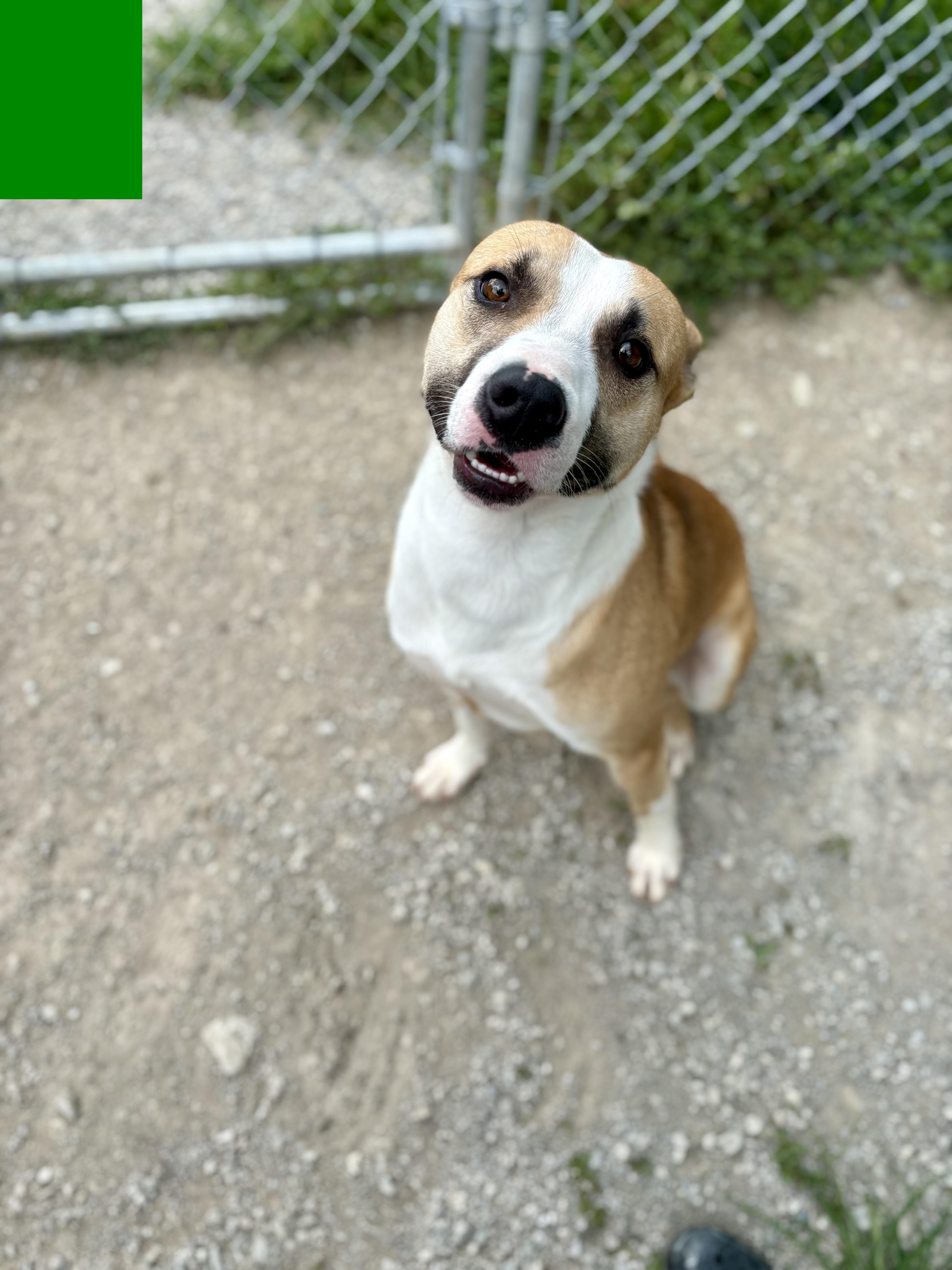 Chico, Young Male Australian Shepherd