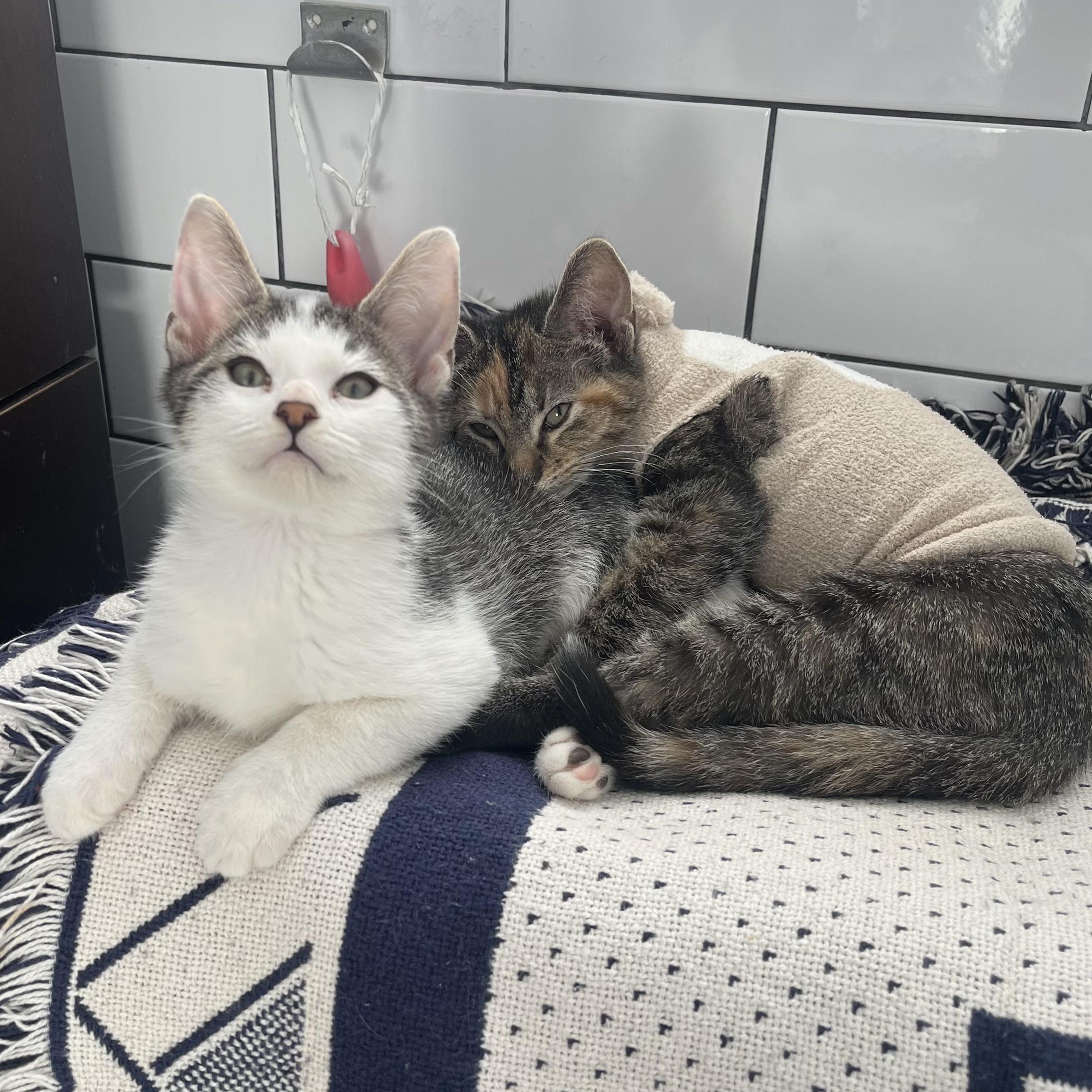 Enlarge Absolute snuggle bug kittens Eenie and Meenie!, an adopted Domestic Short Hair in Brooklyn, NY image 4/6