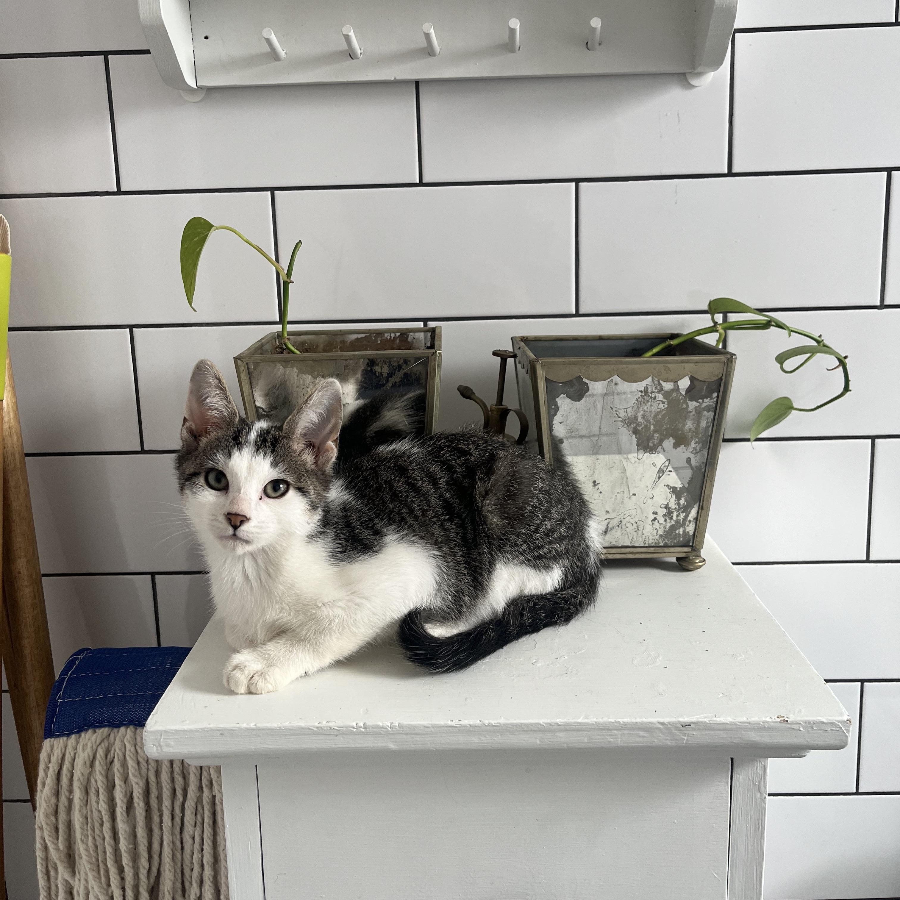 Enlarge Absolute snuggle bug kittens Eenie and Meenie!, an adopted Domestic Short Hair in Brooklyn, NY image 3/6