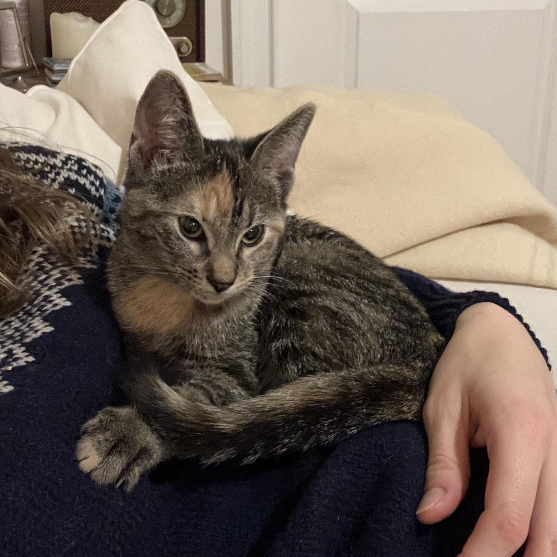 Enlarge Absolute snuggle bug kittens Eenie and Meenie!, an adopted Domestic Short Hair in Brooklyn, NY image 6/6