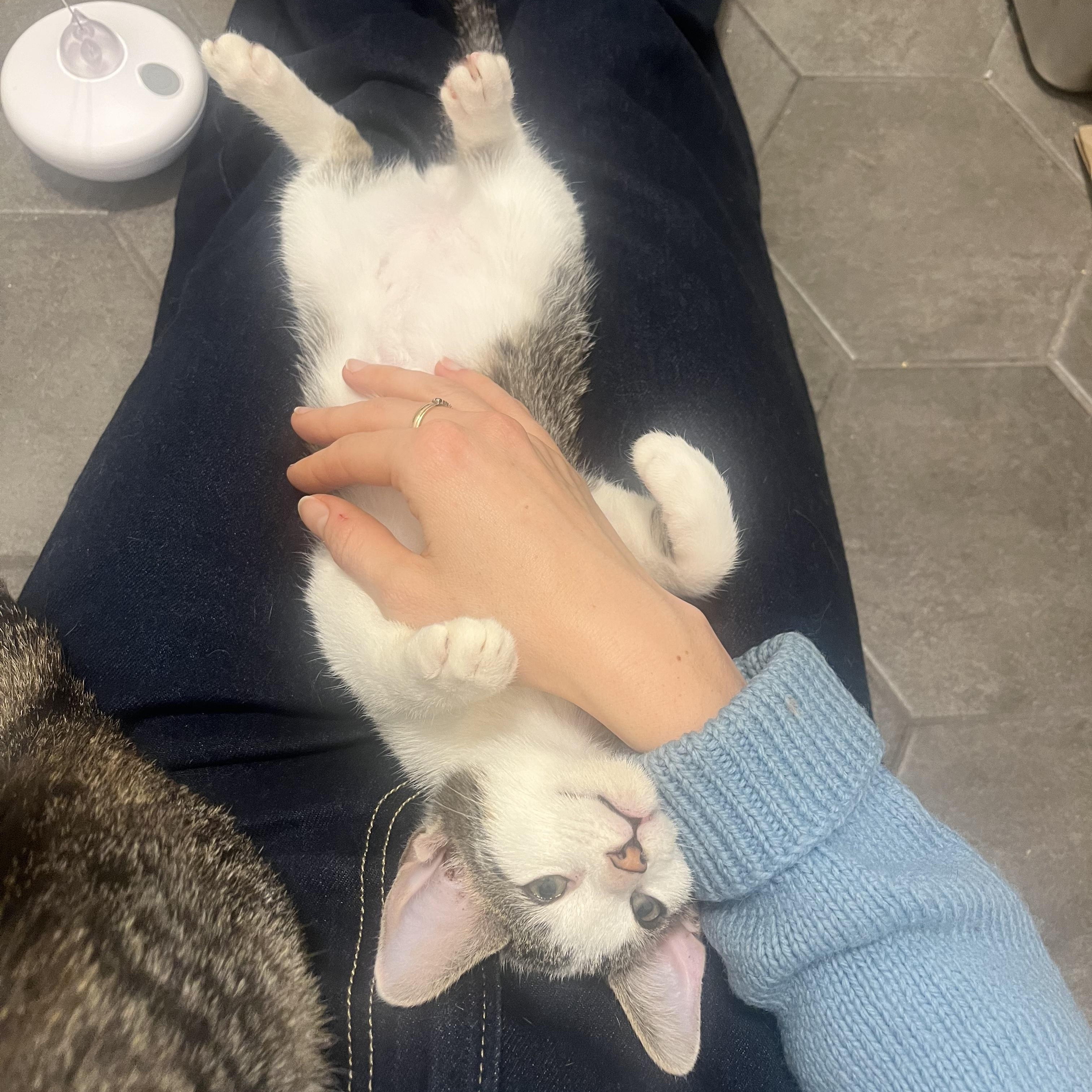 Enlarge Absolute snuggle bug kittens Eenie and Meenie!, an adopted Domestic Short Hair in Brooklyn, NY image 5/6