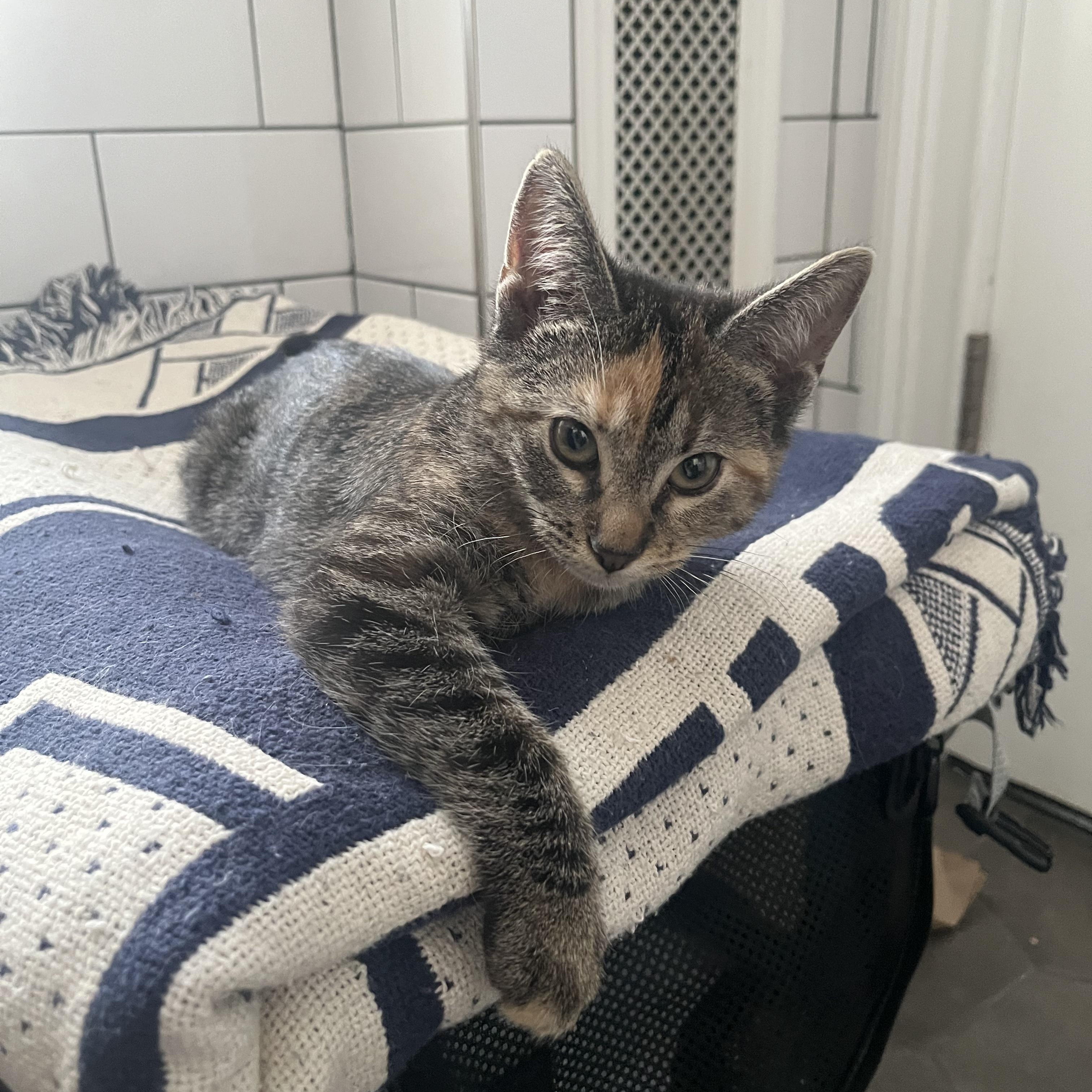 Enlarge Absolute snuggle bug kittens Eenie and Meenie!, an adopted Domestic Short Hair in Brooklyn, NY image 2/6