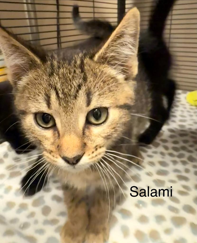 Salami, Adopted, Kitten Male Domestic Short Hair.