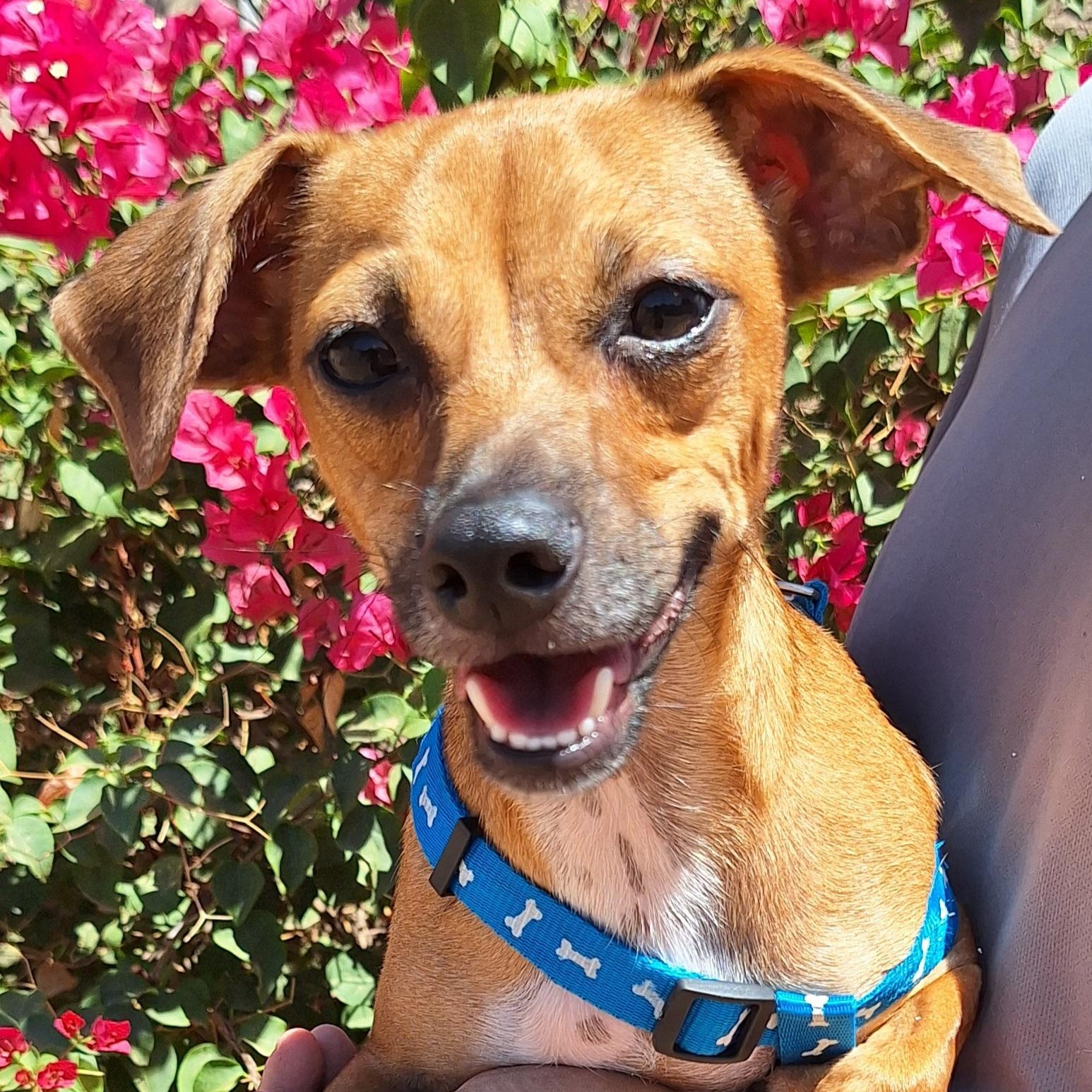 Atlantis, Young Male Chihuahua