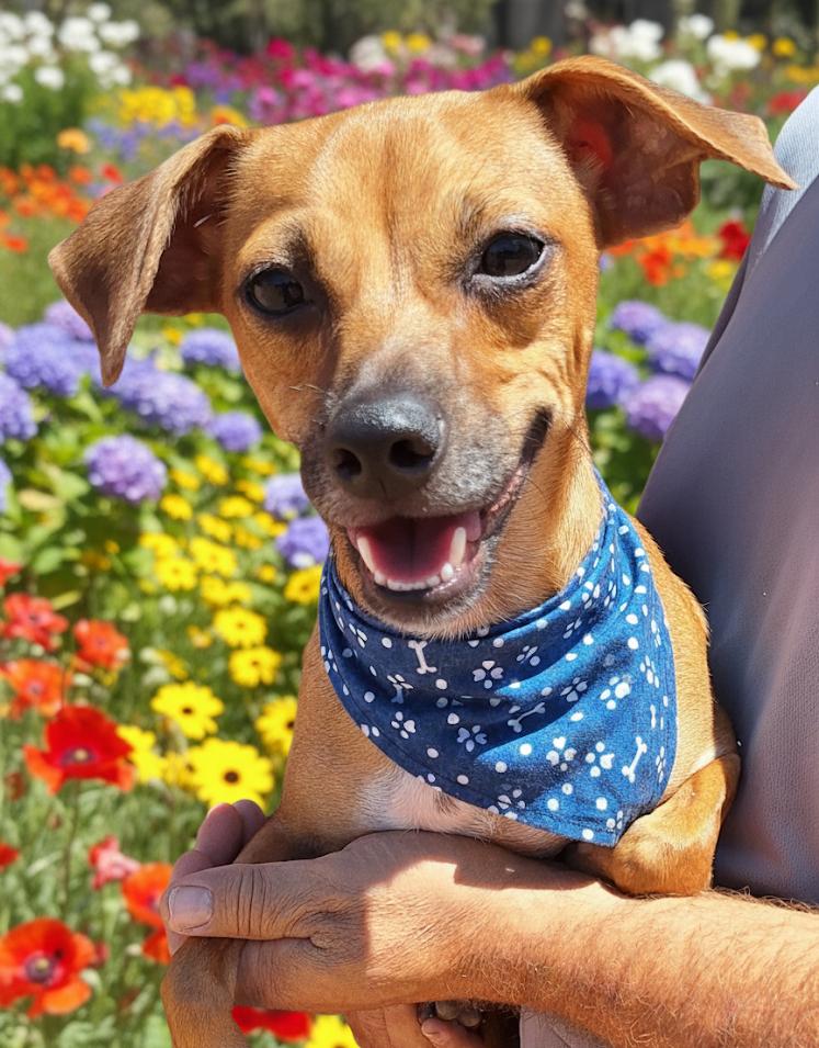 Atlantis, Adoptable, Adult Male Chihuahua.
