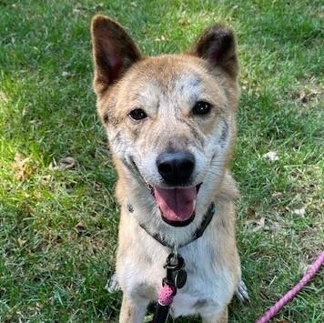 Ulsan, Adoptable, Senior Male Jindo & Mixed Breed.