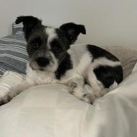 Enlarge Folgers, a ADOPTABLE mixed breed in Midlothian, VA image 5/5