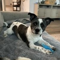 Enlarge Folgers, a ADOPTABLE mixed breed in Midlothian, VA image 3/5