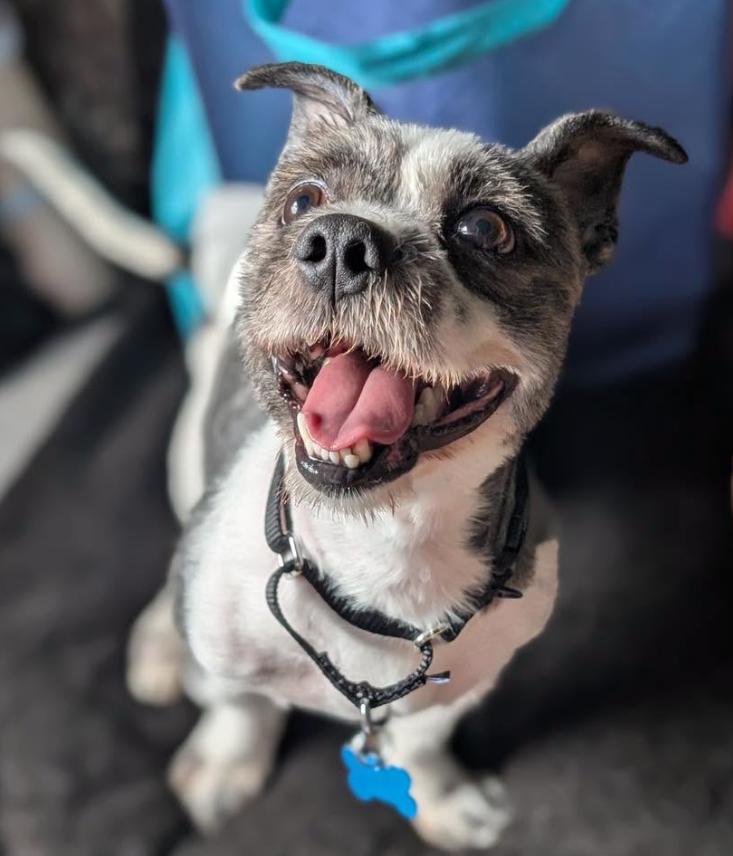 Folgers, ADOPTABLE, Adult Male Shih Tzu.