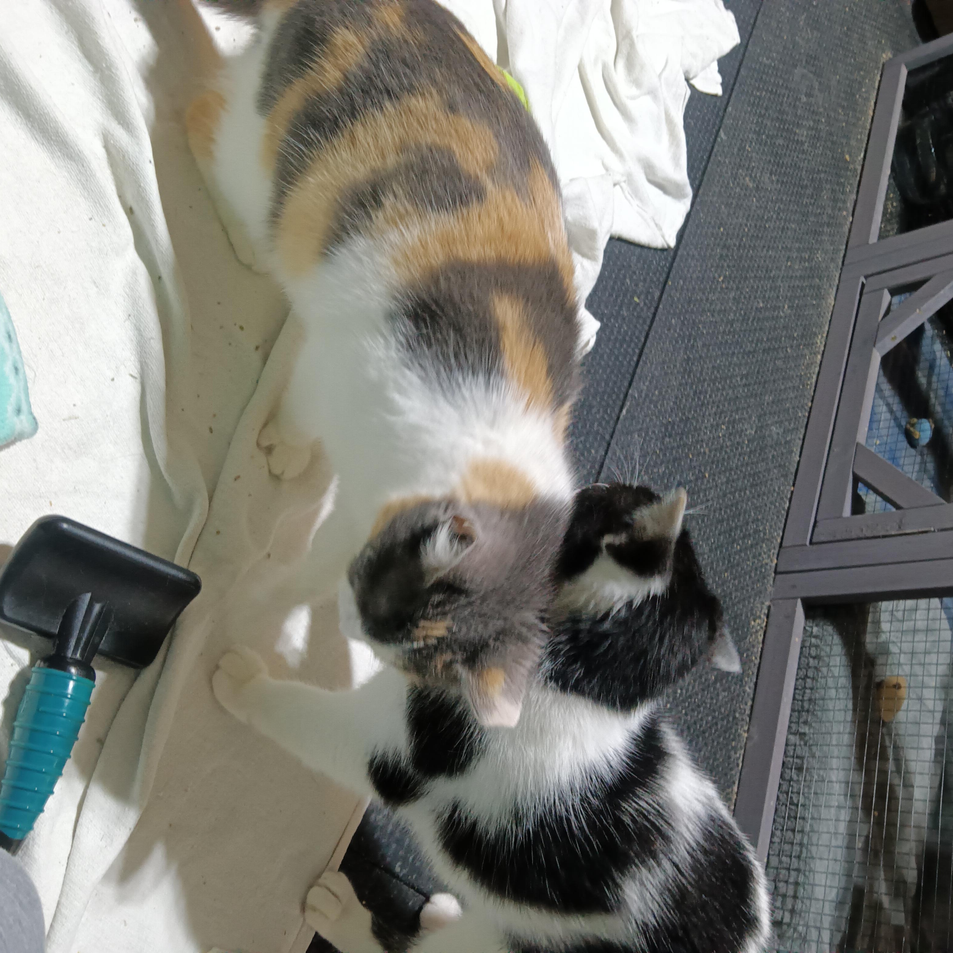 Enlarge Cheyenne, a Adoptable Domestic Short Hair in Greenwood, IN image 4/4