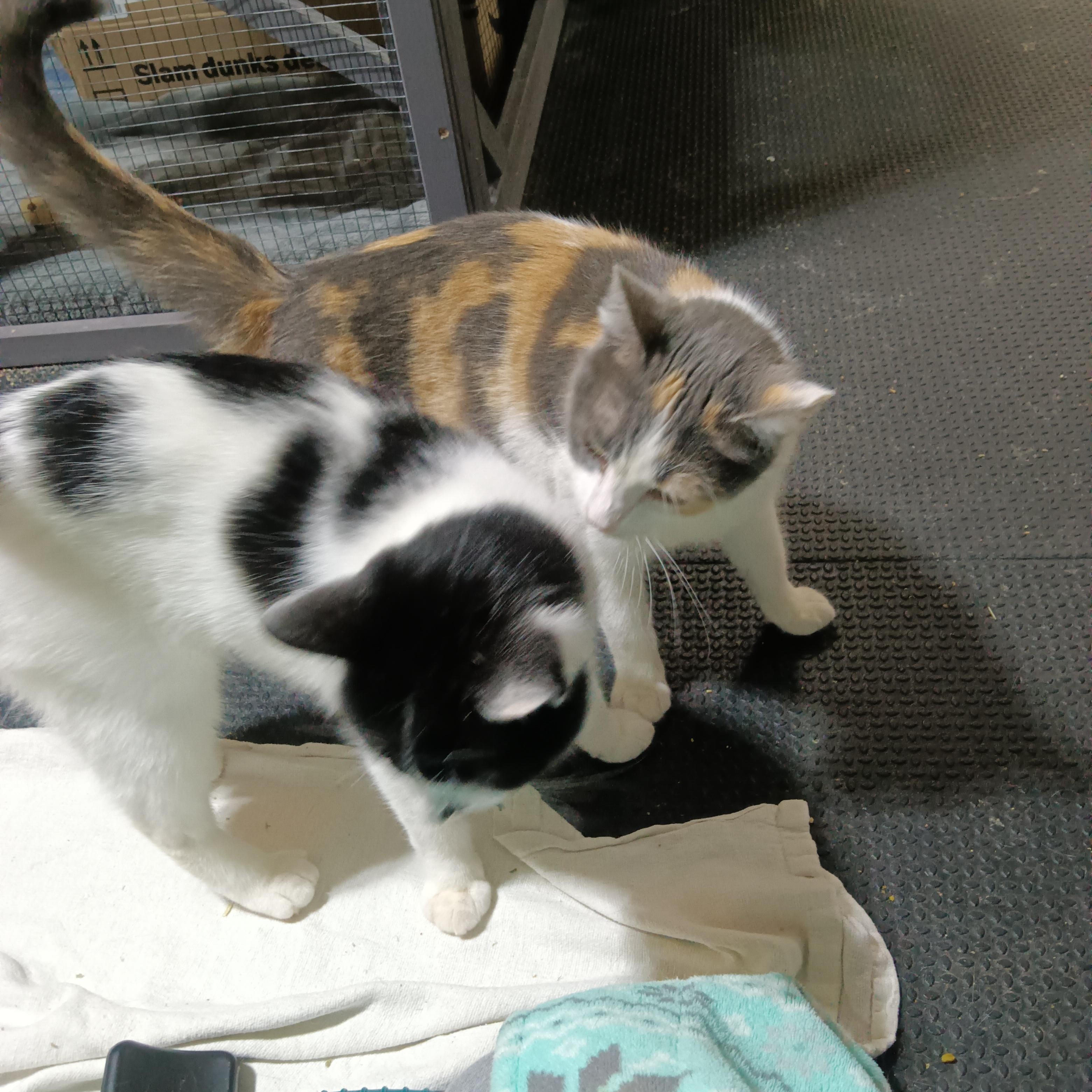 Enlarge Cheyenne, a Adoptable Domestic Short Hair in Greenwood, IN image 3/4