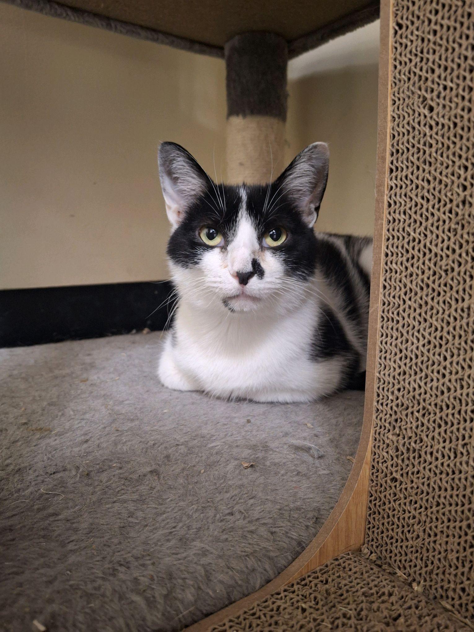 Cheyenne, Adoptable, Adult Female Domestic Short Hair.