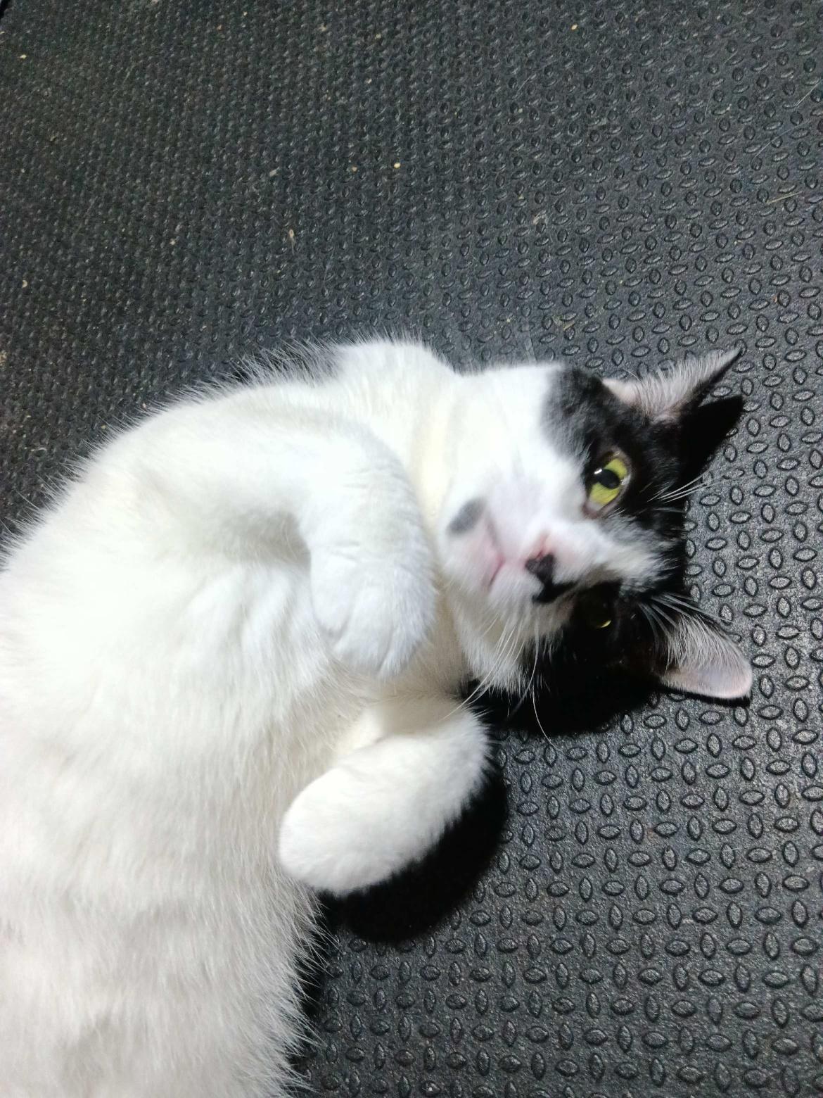 Enlarge Cheyenne, a Adoptable Domestic Short Hair in Indianapolis, IN image 3/6