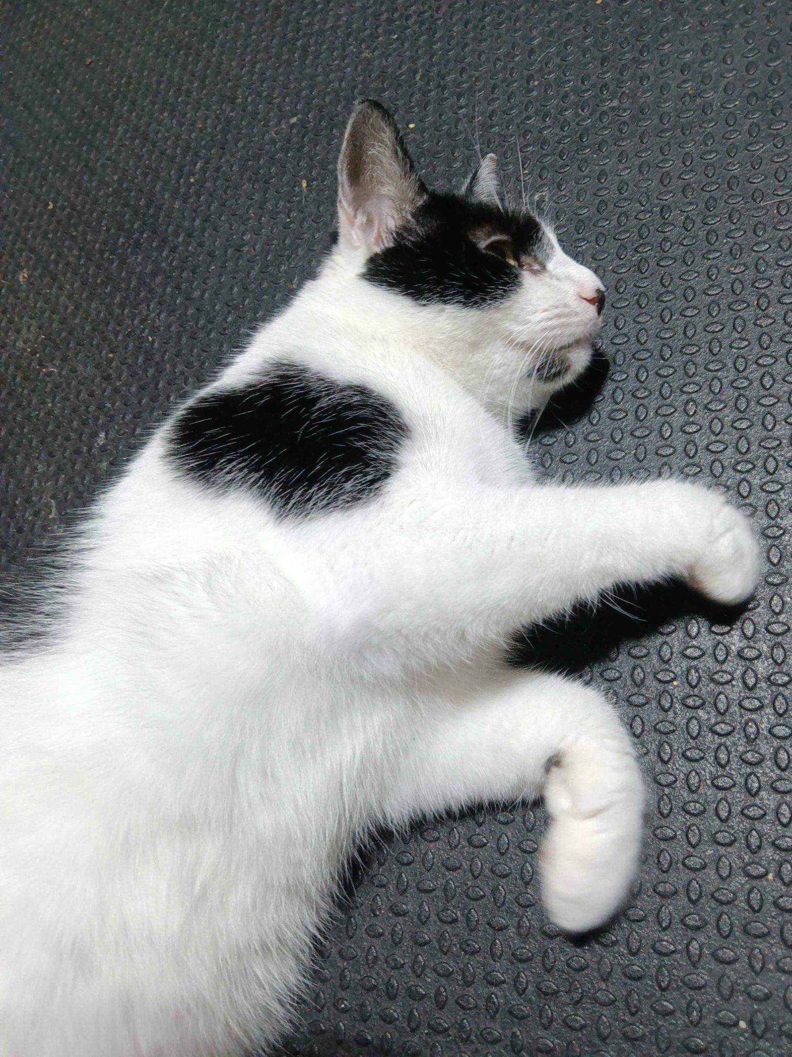 Enlarge Cheyenne, a Adoptable Domestic Short Hair in Indianapolis, IN image 4/6