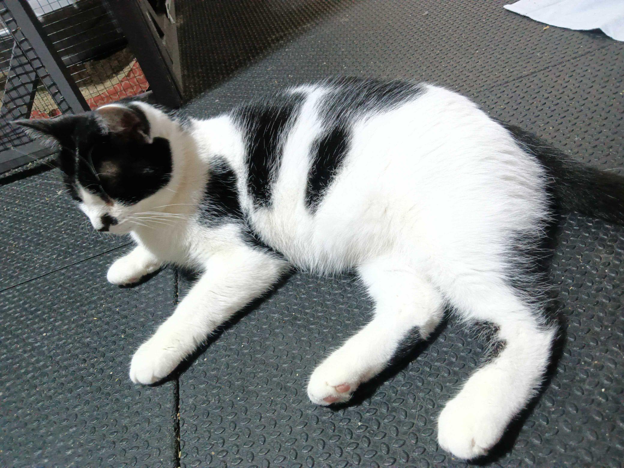 Enlarge Cheyenne, a Adoptable Domestic Short Hair in Indianapolis, IN image 5/6