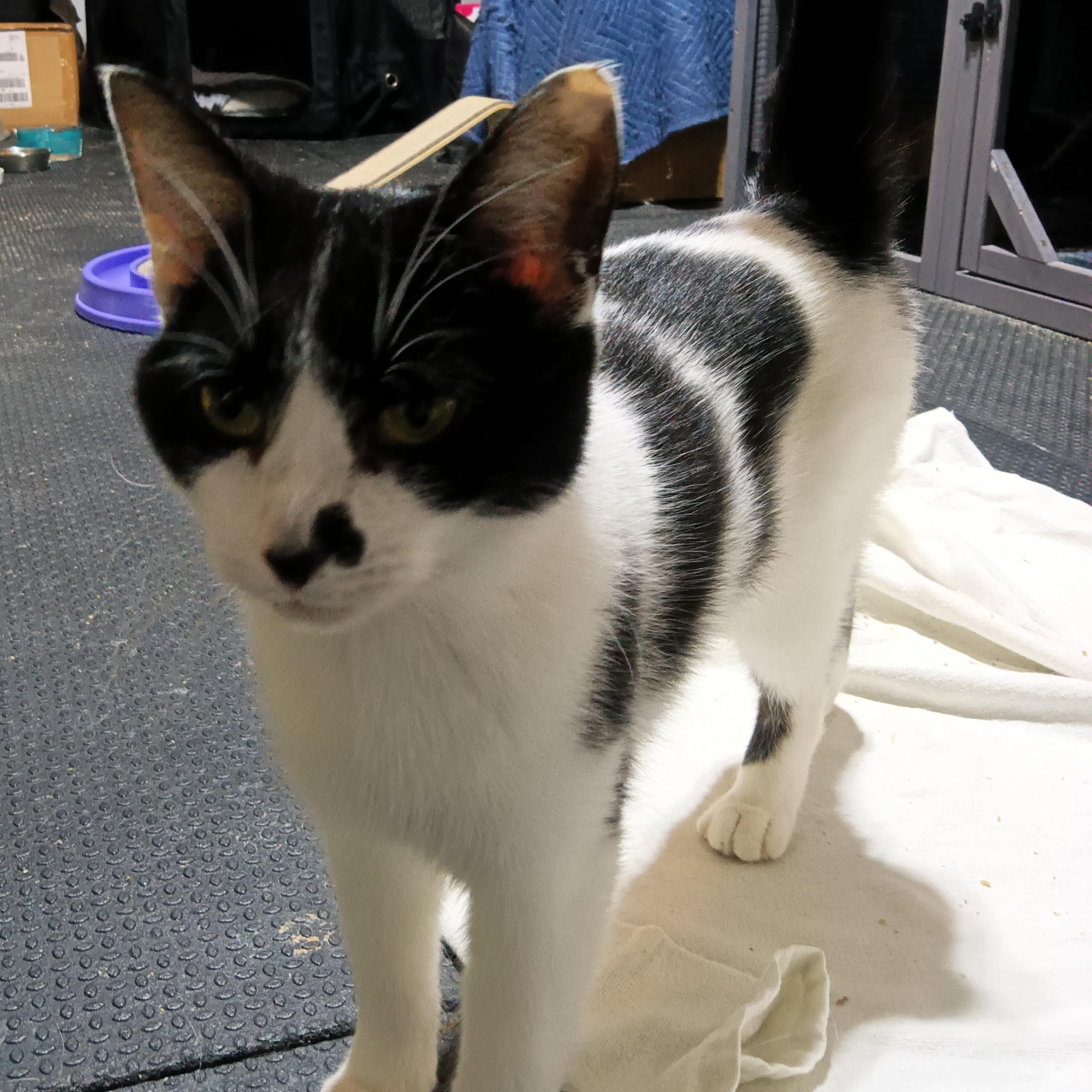 Enlarge Cheyenne, a Adoptable Domestic Short Hair in Greenwood, IN image 2/4