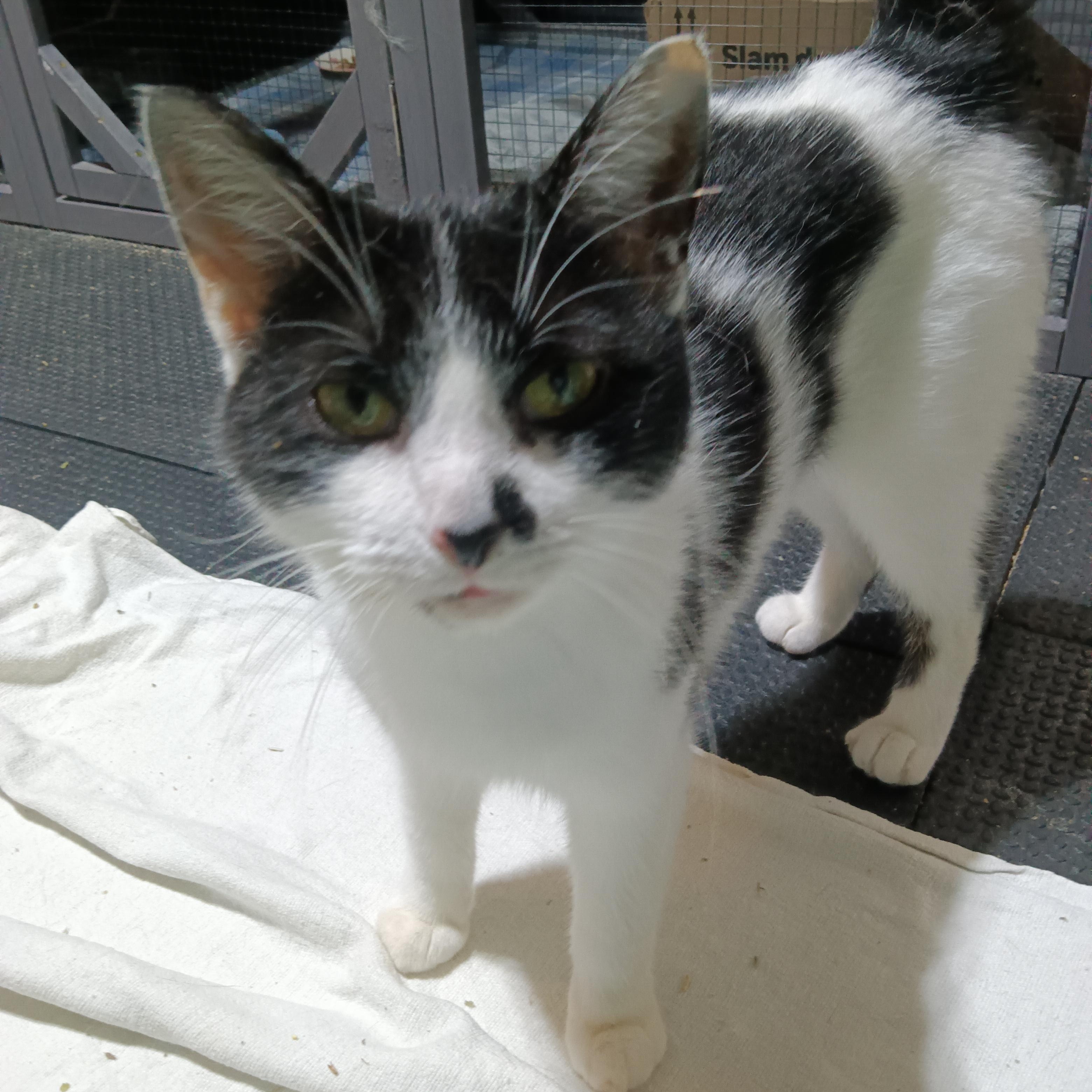 Cheyenne, Adoptable, Adult Female Domestic Short Hair.