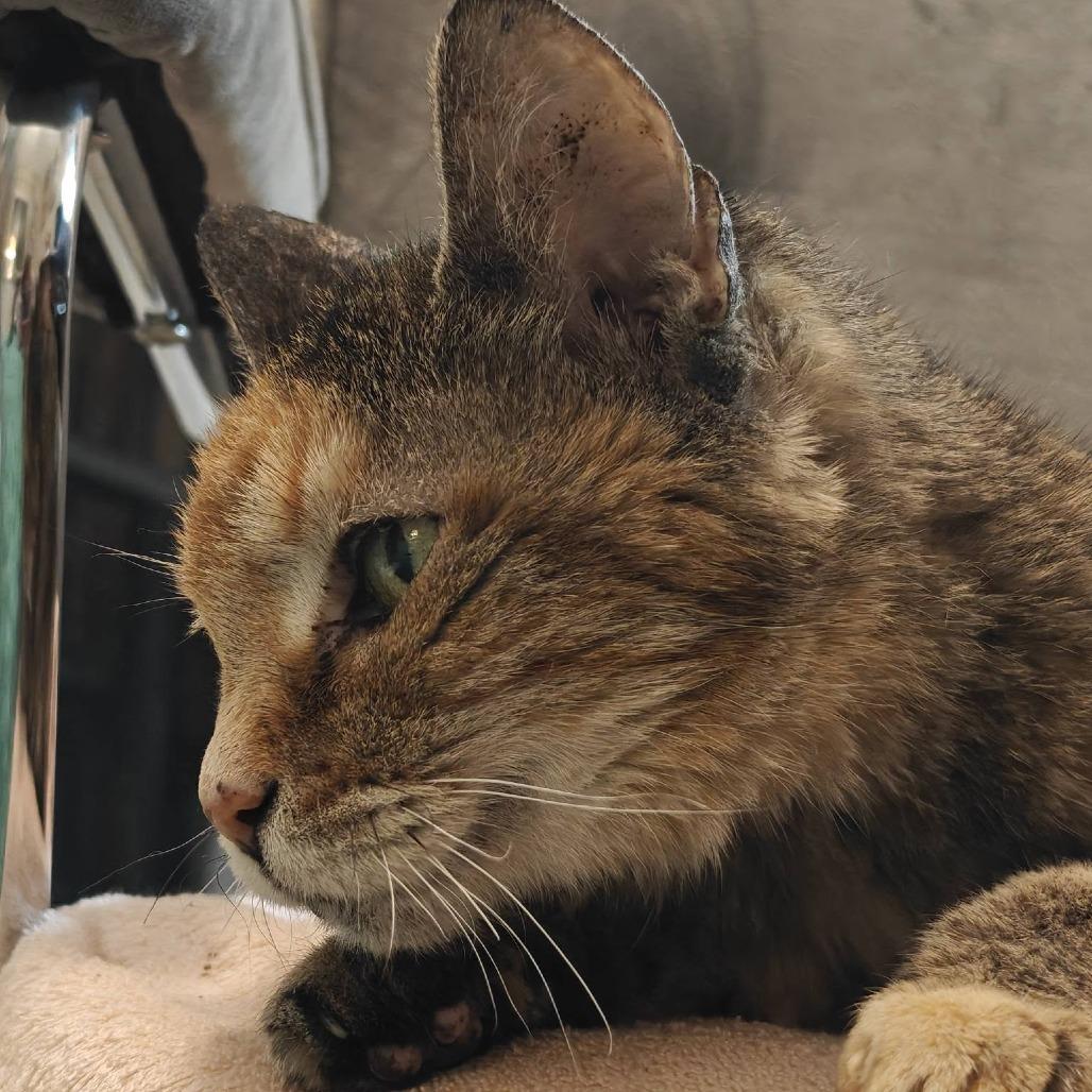 Baby, Adoptable, Senior Female Domestic Short Hair.