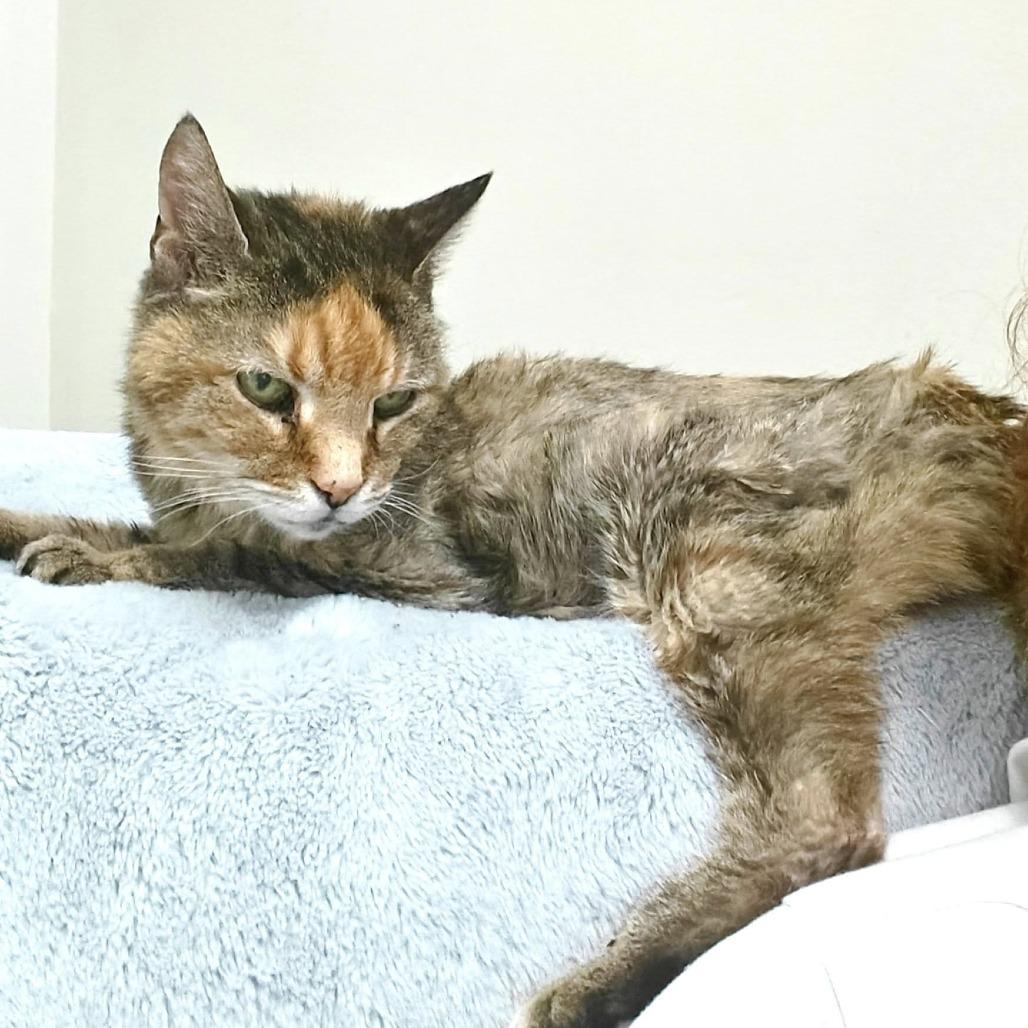 Baby, a Adoptable Domestic Short Hair in Alexandria, VA image 2/2
