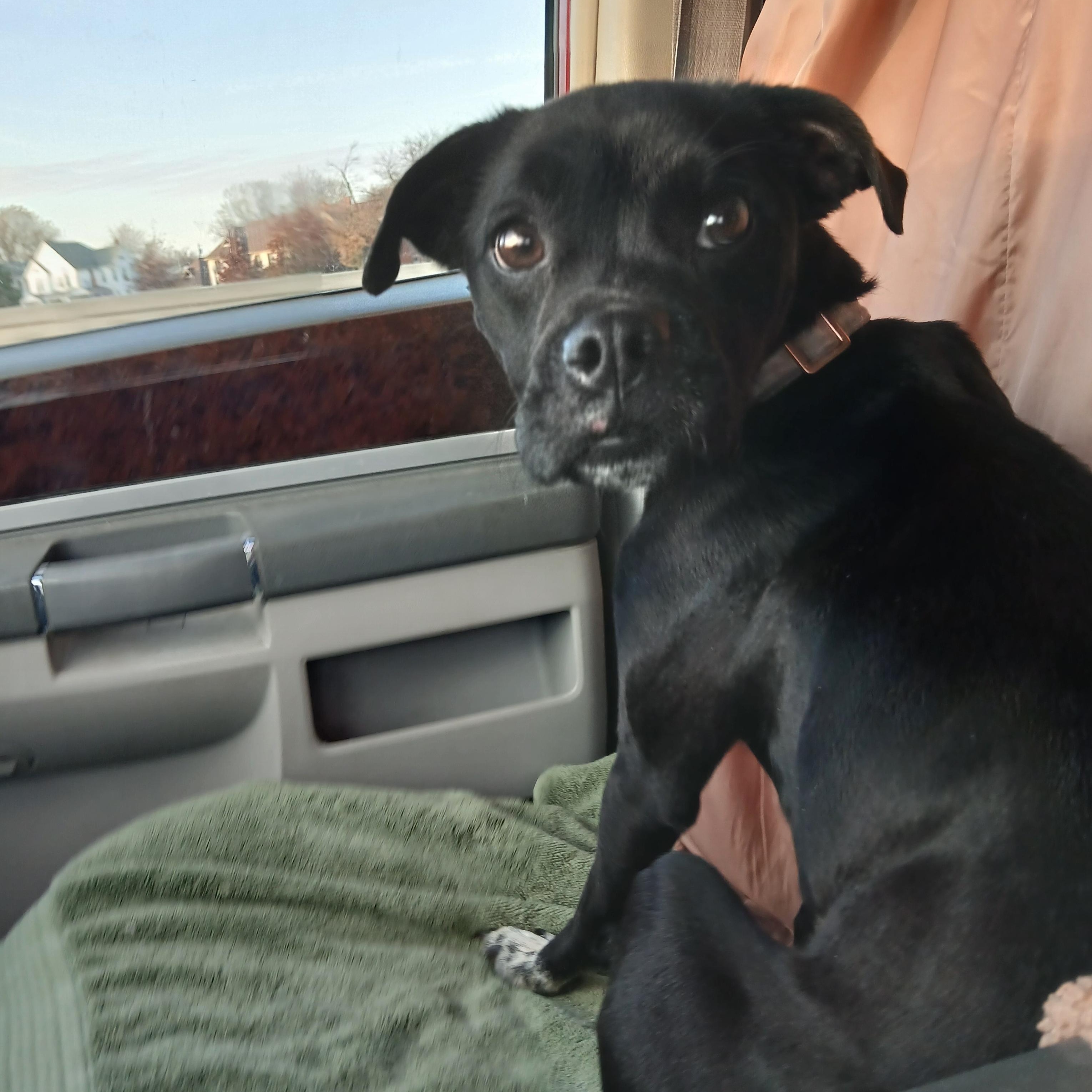 Enlarge Lily, a Adoptable mixed breed in Carey, OH image 2/6