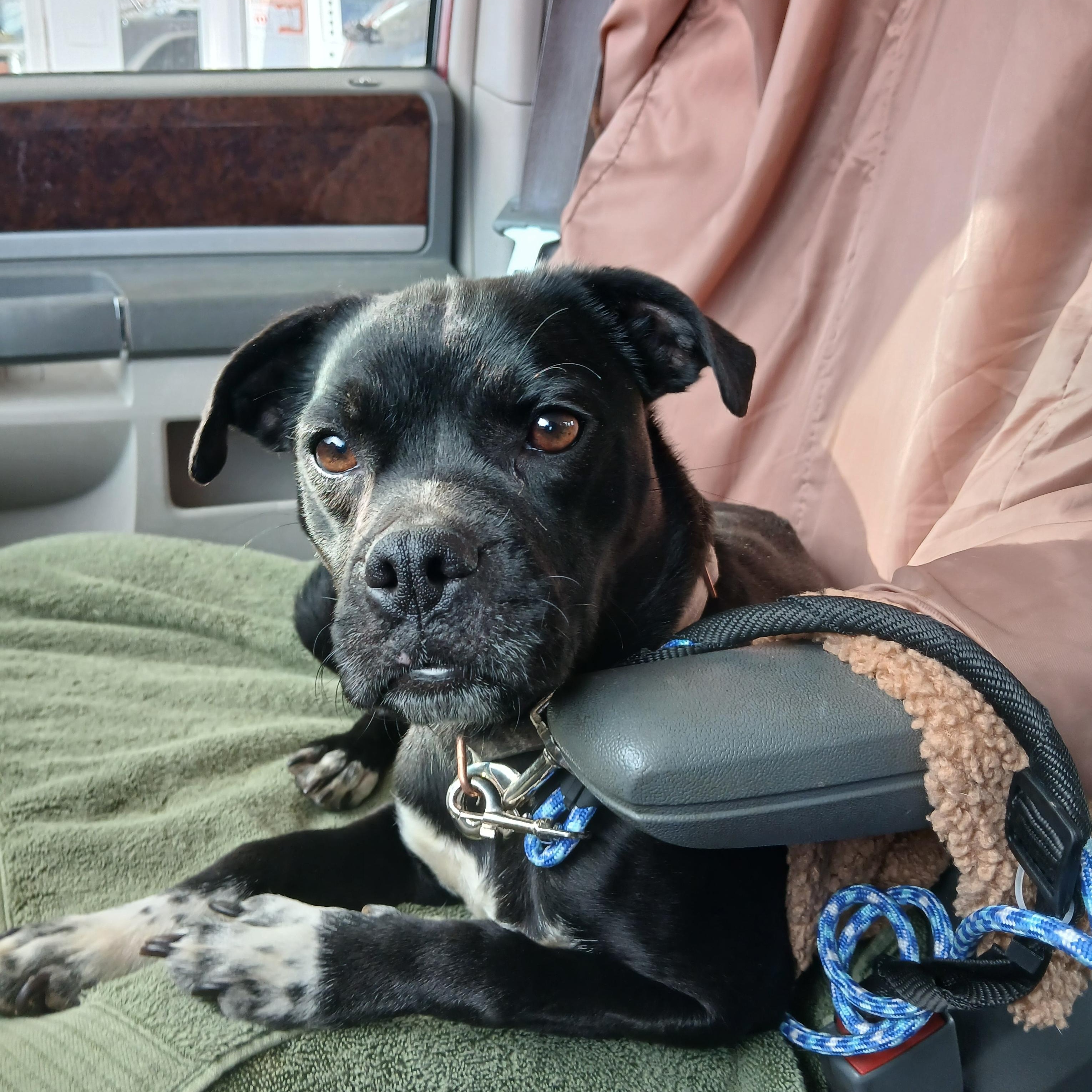 Enlarge Lily, a Adoptable mixed breed in Carey, OH image 1/6