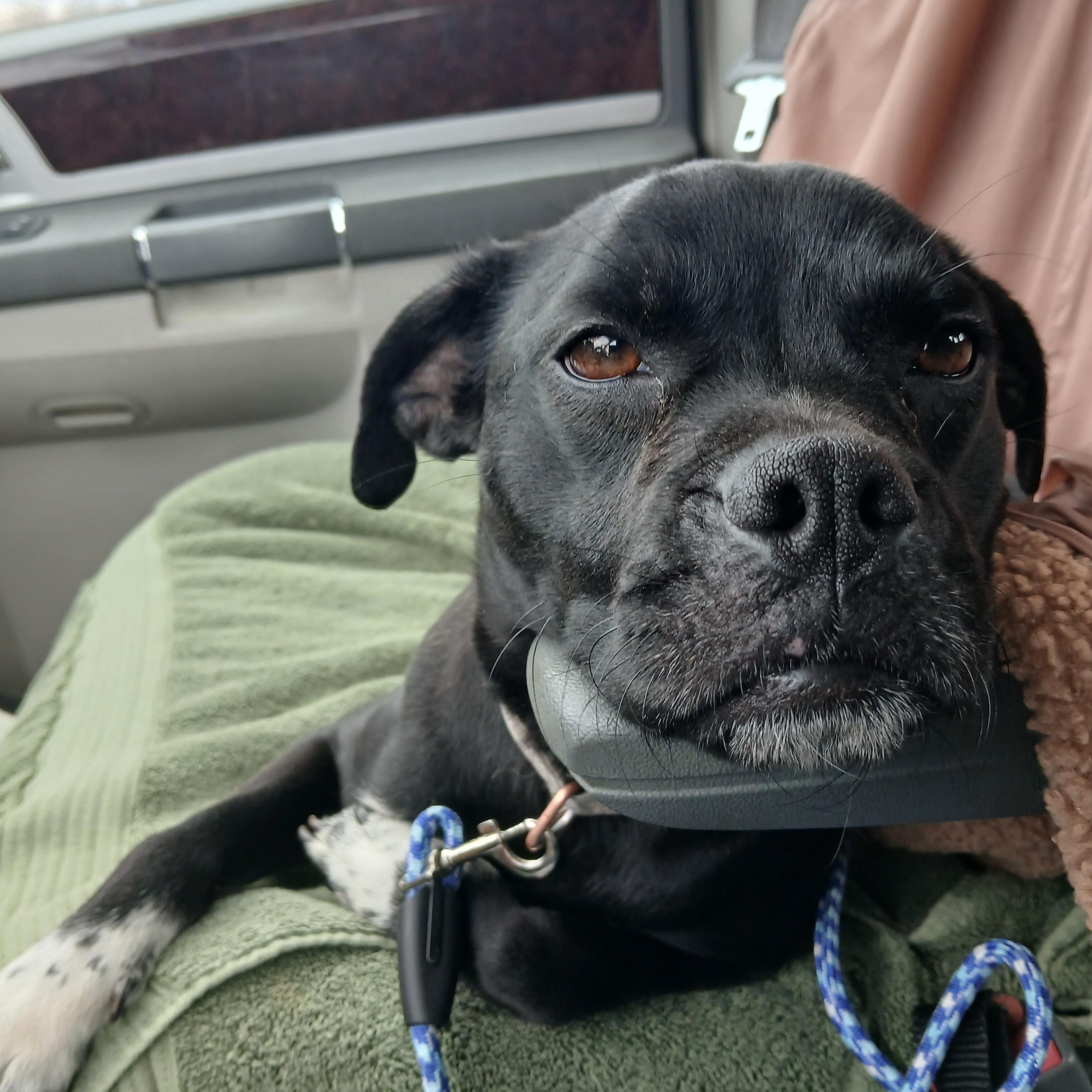 Enlarge Lily, a Adoptable mixed breed in Carey, OH image 3/6