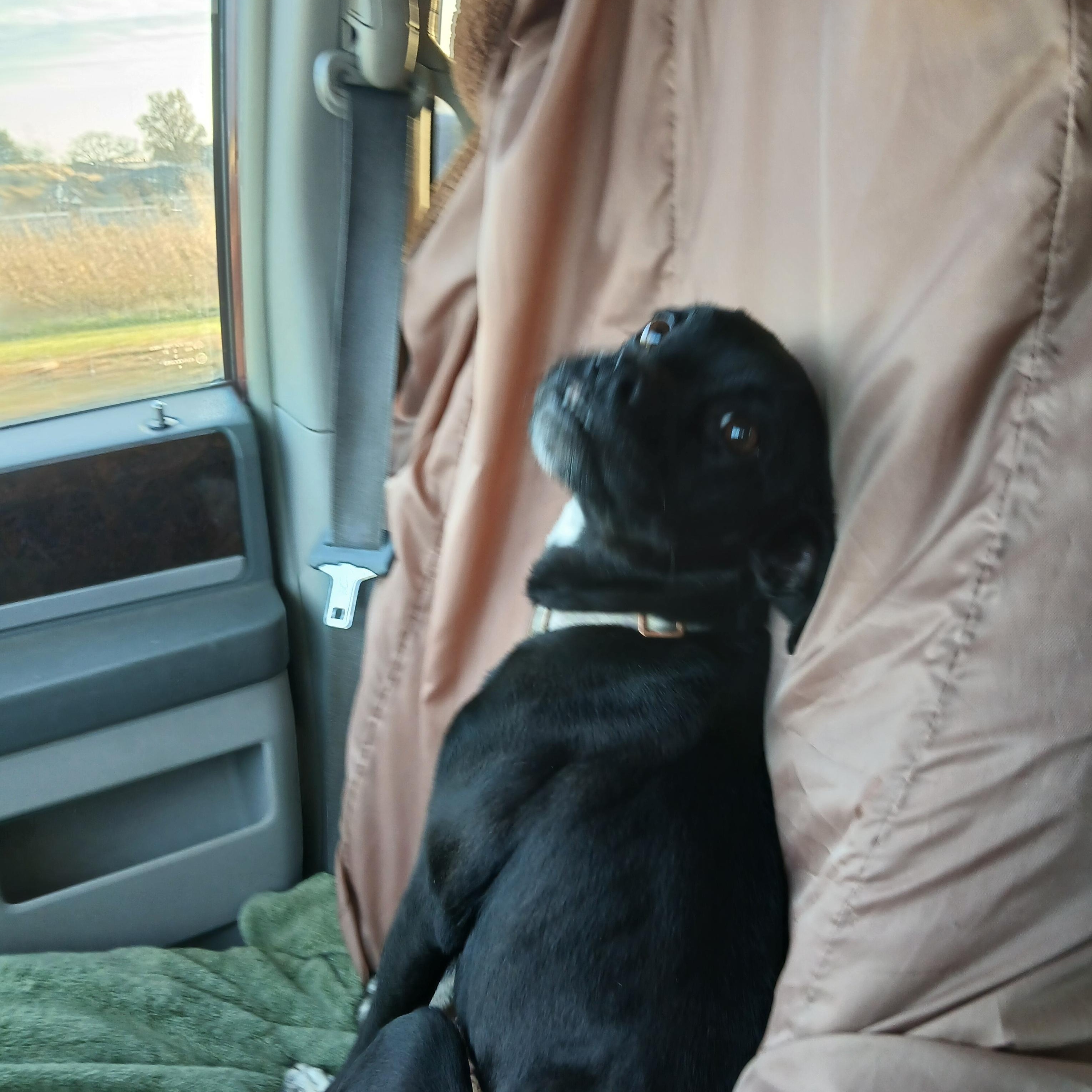 Enlarge Lily, a Adoptable mixed breed in Carey, OH image 4/6