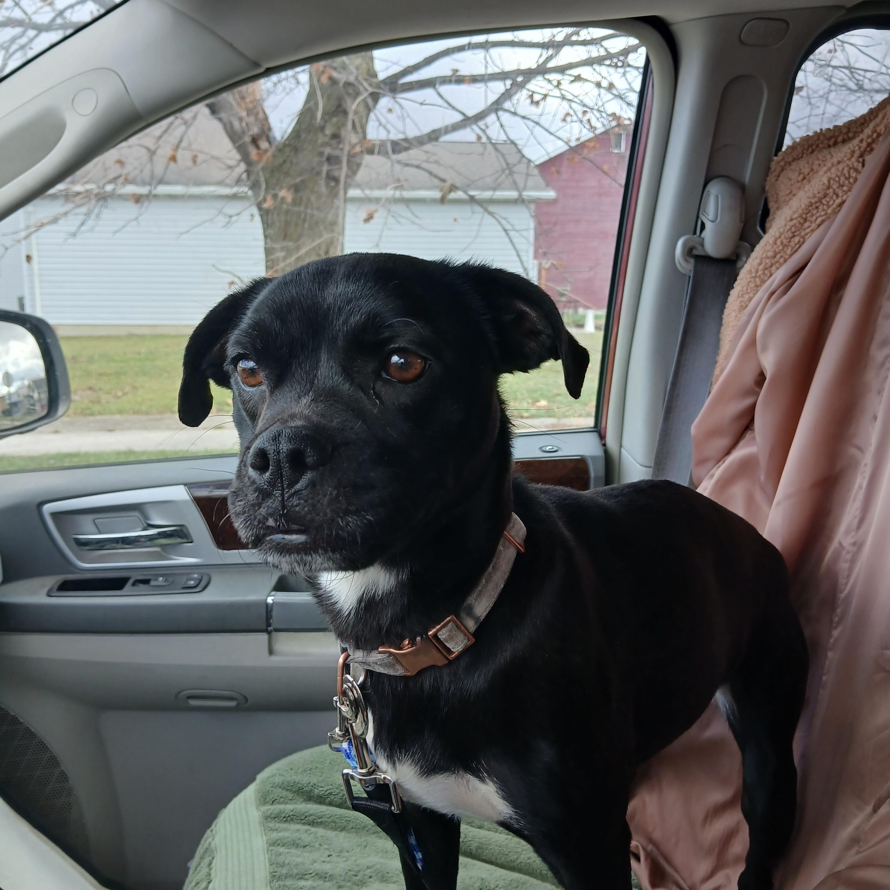 Enlarge Lily, a Adoptable mixed breed in Carey, OH image 5/6