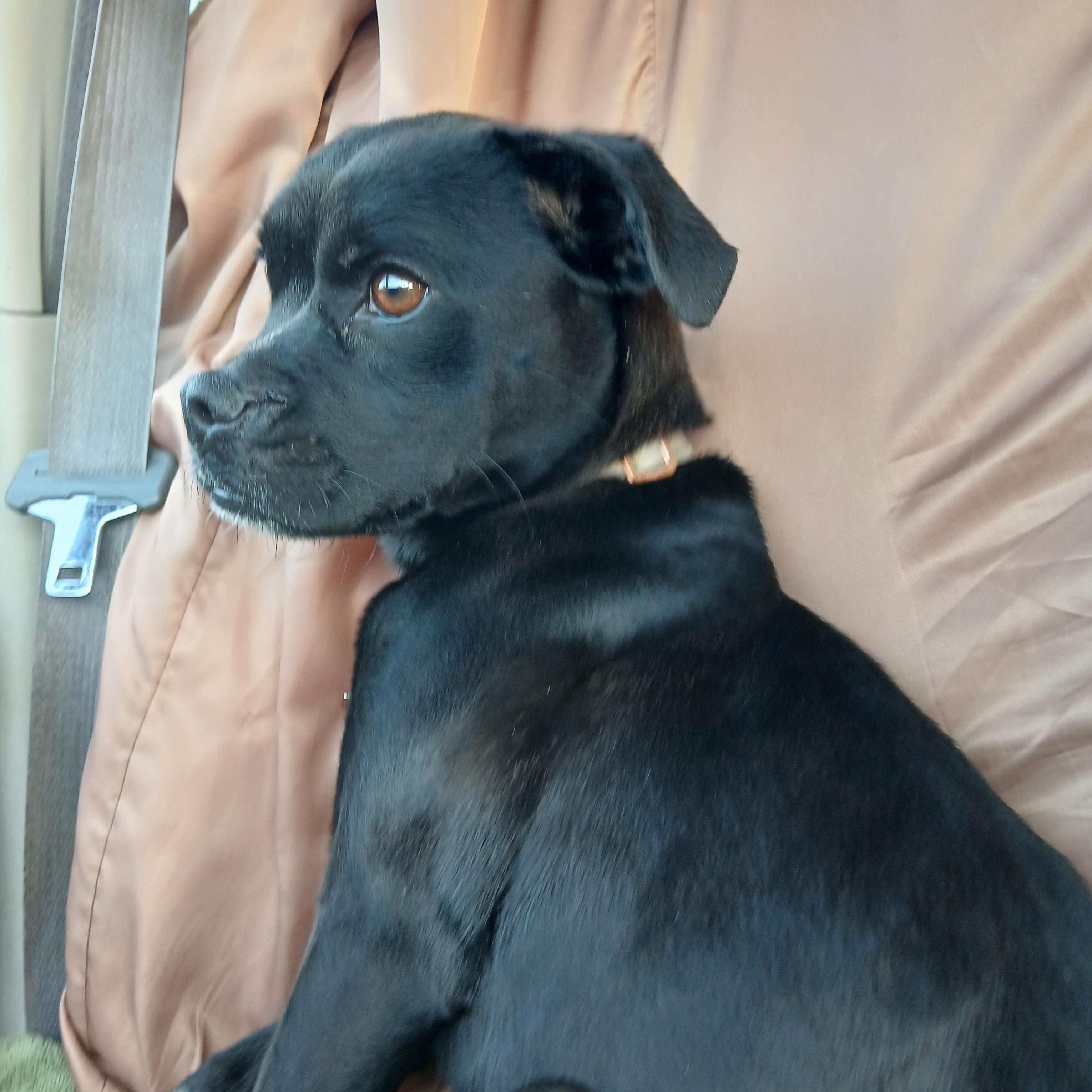 Enlarge Lily, a Adoptable mixed breed in Carey, OH image 6/6