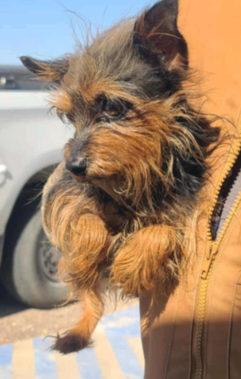 Vashti, Adopted, Adult Female Yorkshire Terrier.