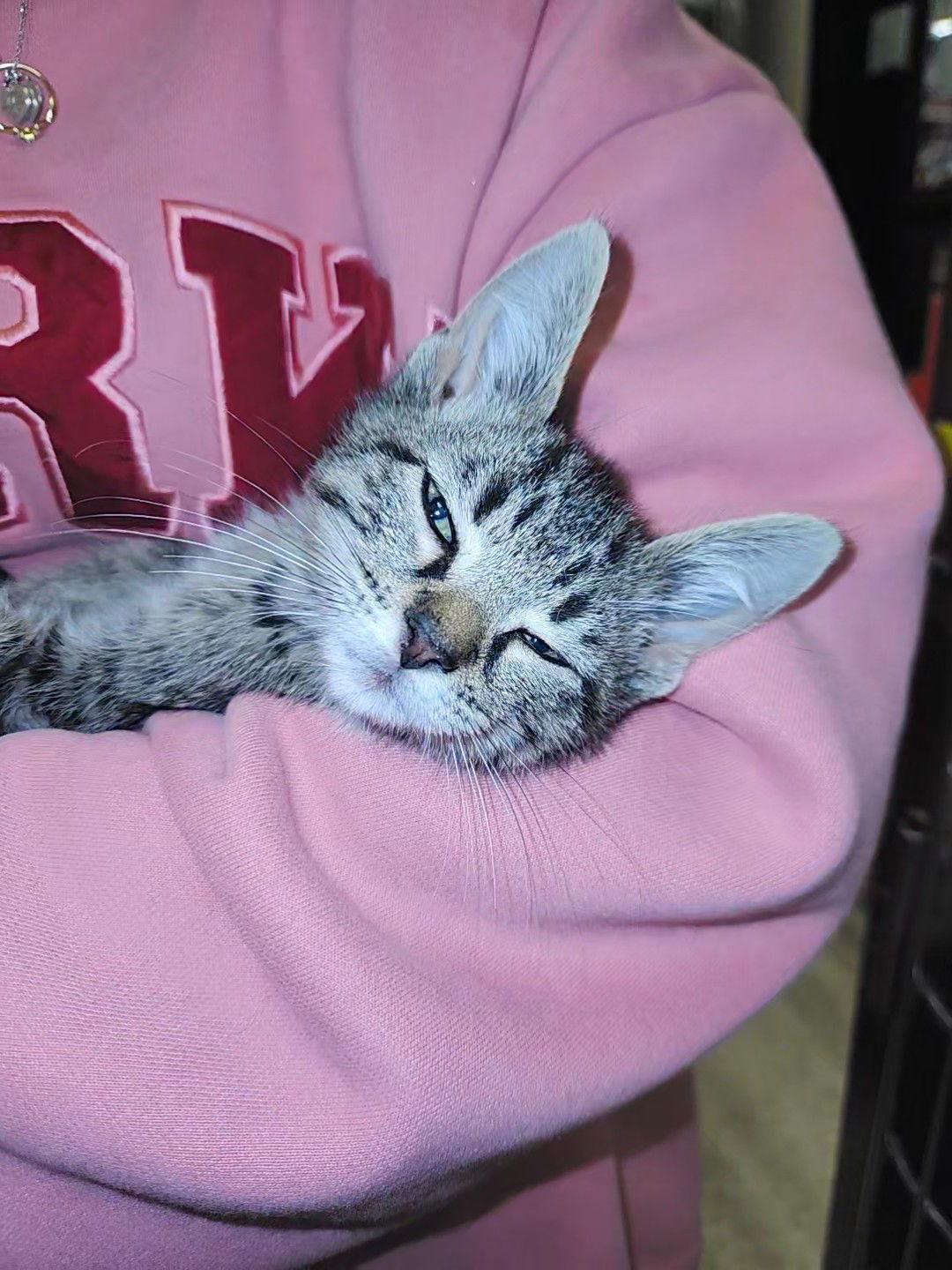 *Alfie, a Adoptable Domestic Short Hair in Forest, VA image 1/3