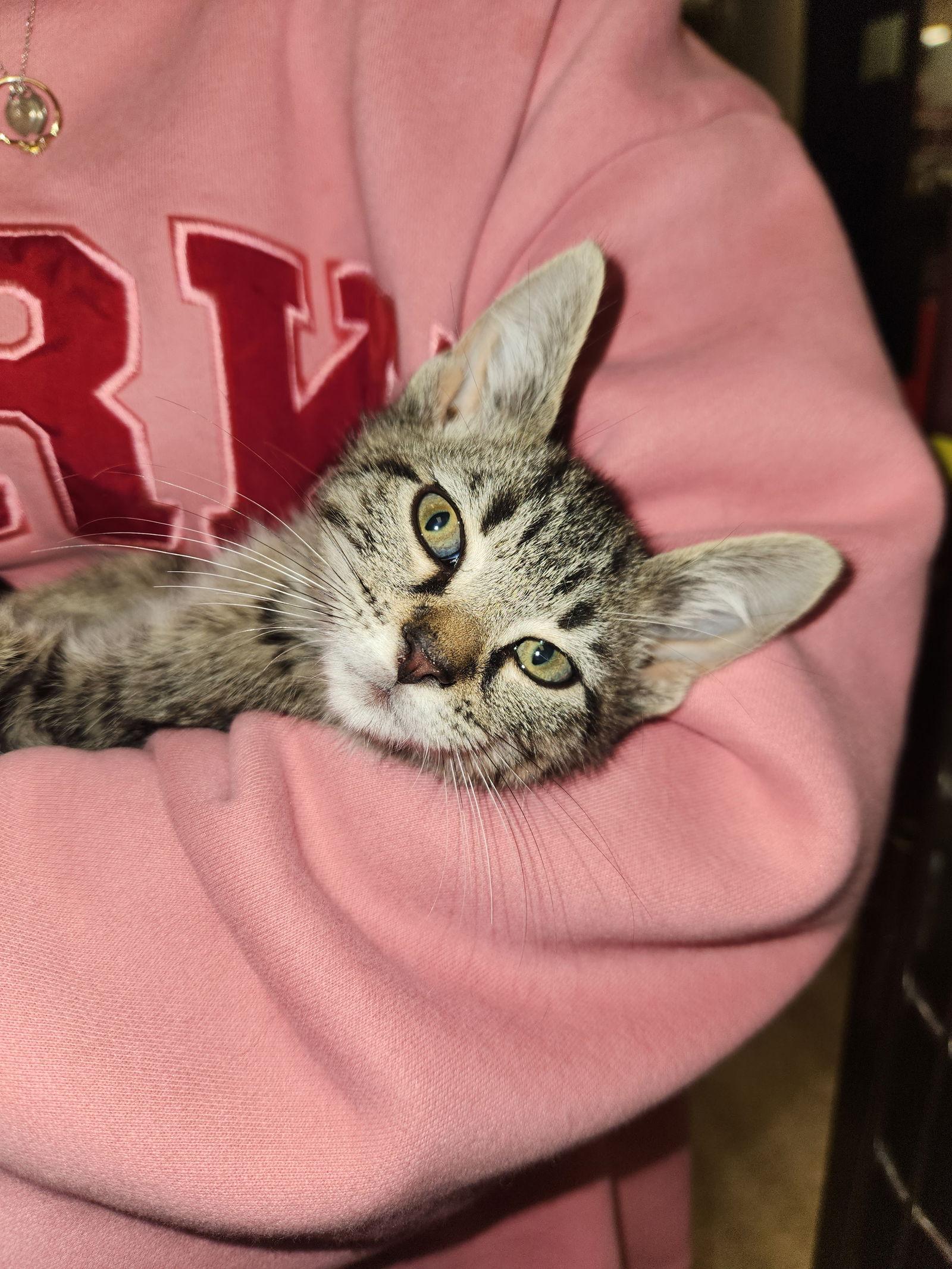 *Alfie, a Adoptable Domestic Short Hair in Forest, VA image 2/3