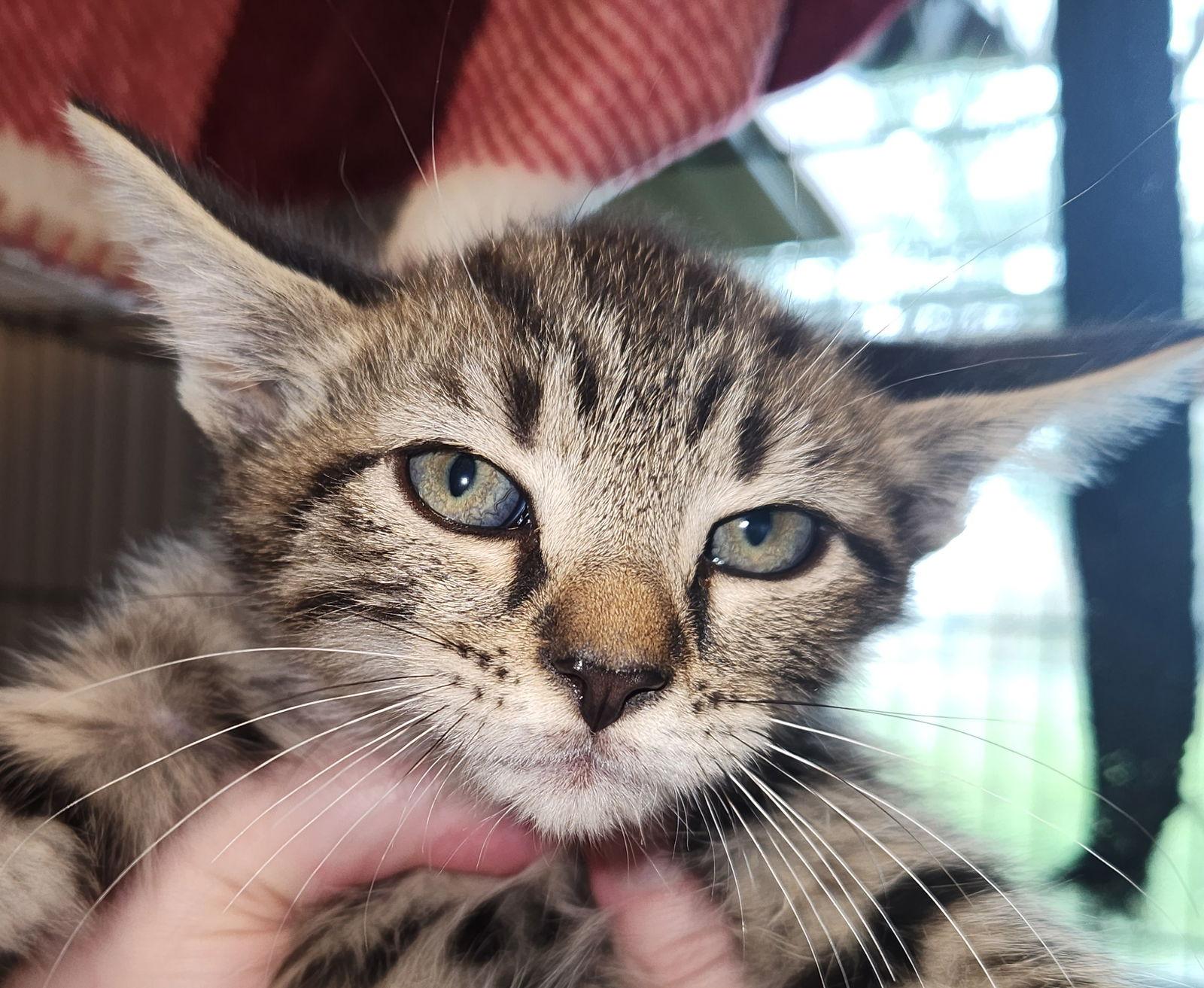 *Alfie, a Adoptable Domestic Short Hair in Forest, VA image 3/3