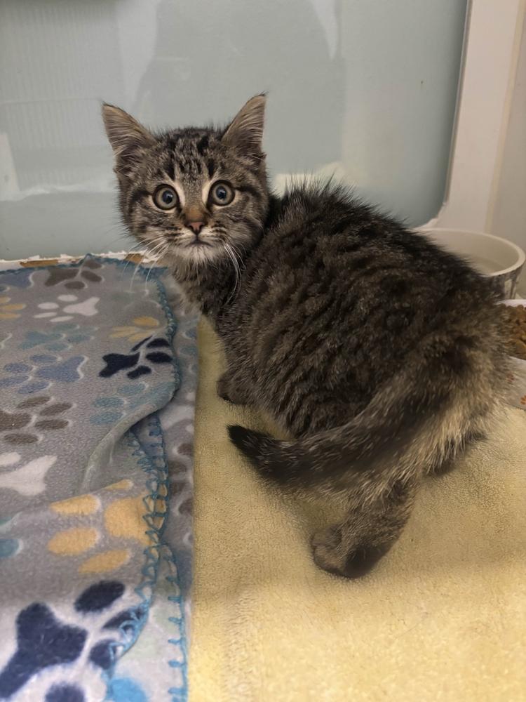 Enlarge Tawny, a Adopted Domestic Short Hair in Muskegon, MI image 1/1