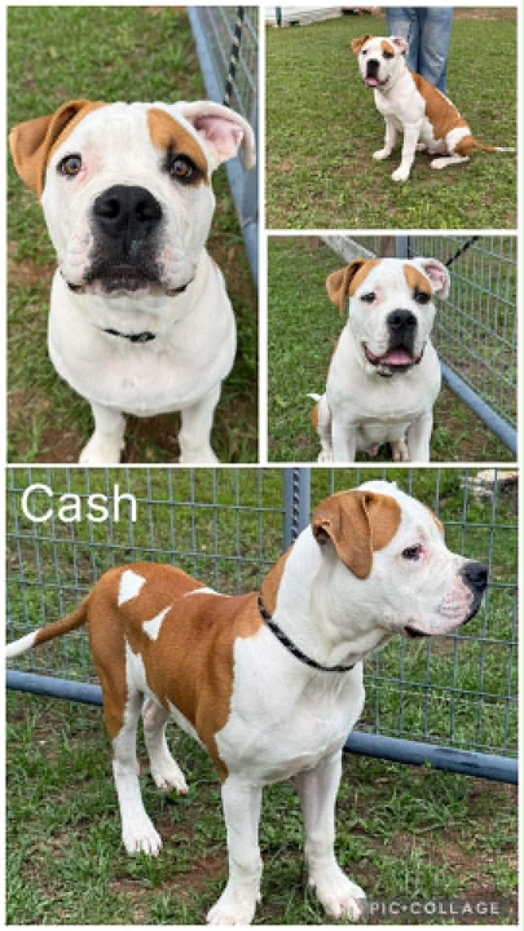 Cash, ADOPTABLE, Young Male American Bulldog.
